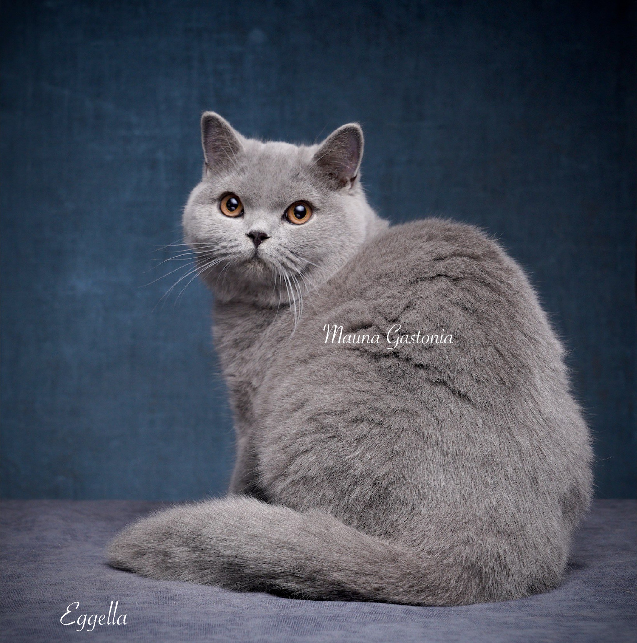 Eggella. Mauna Gastonia