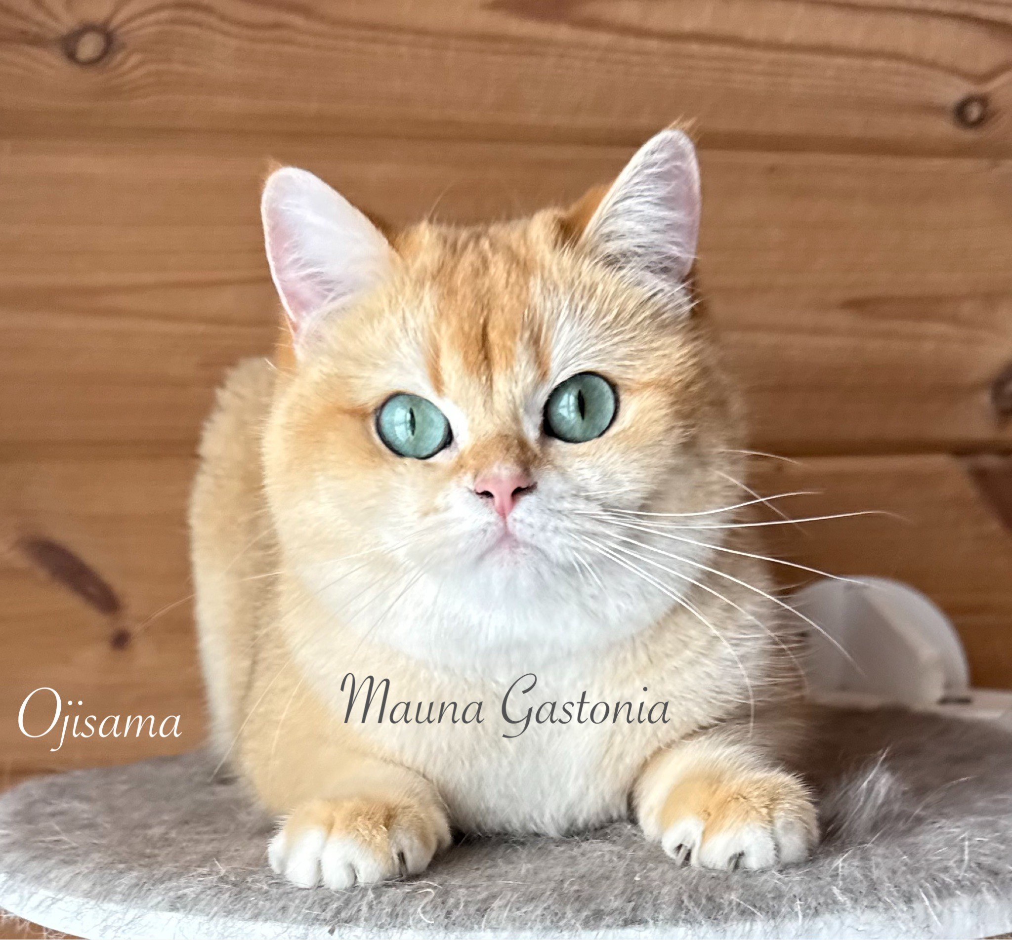 Ojisama. Mauna Gastonia