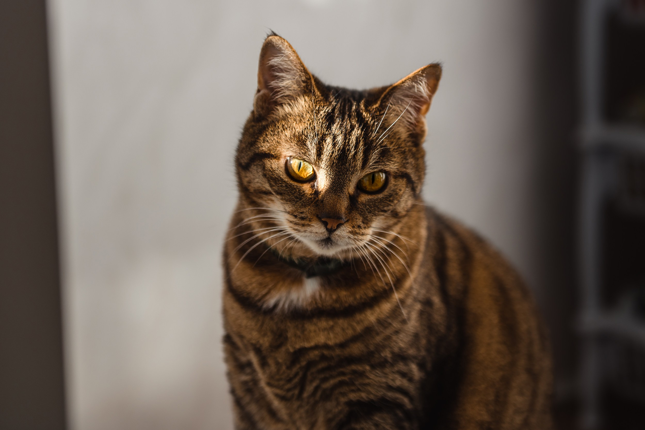 Мамины девочки. Семейный Фотограф в Москве Ирина Хохлова