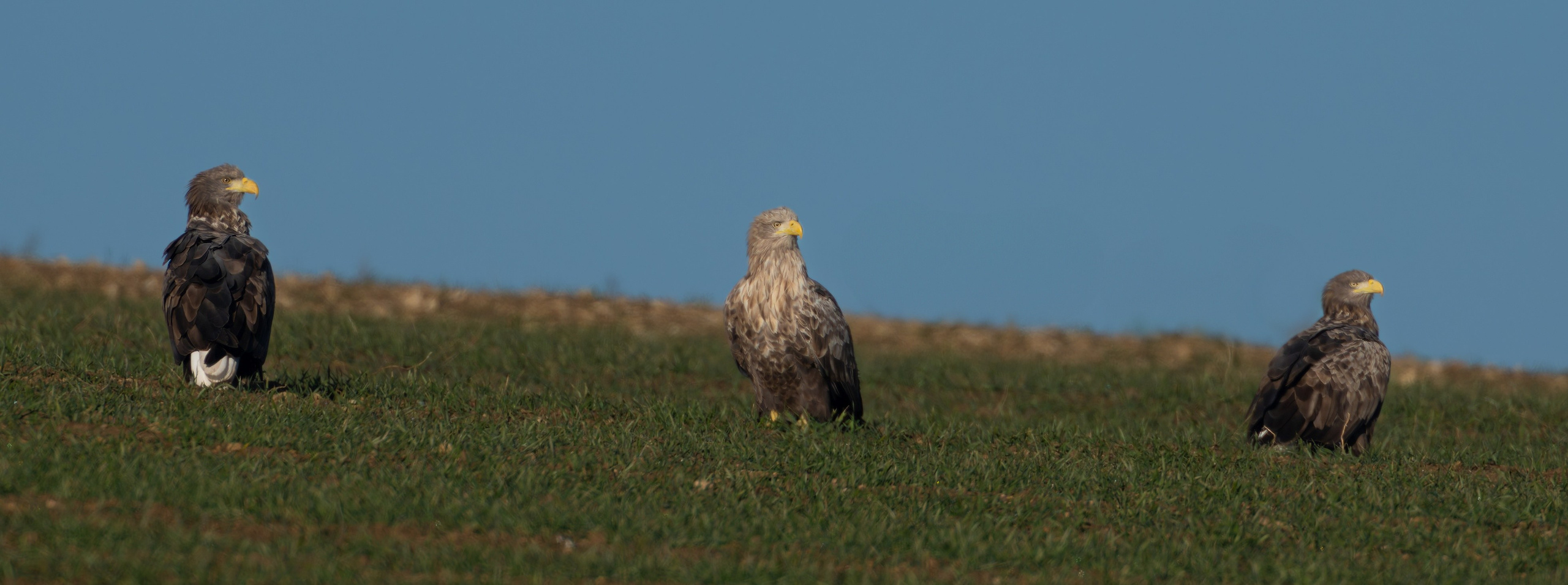 Белохвостые орланы
