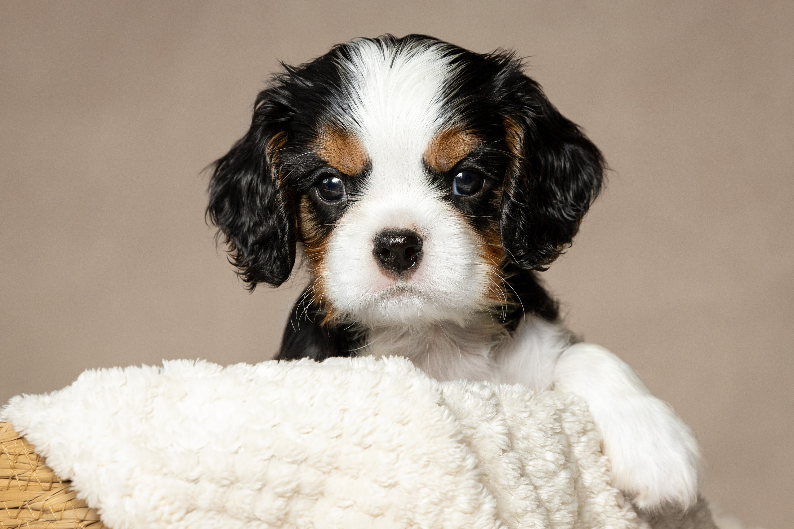 Кавалер Кинг Чарльз спаниель. Юлия Микульская. Рыбинск