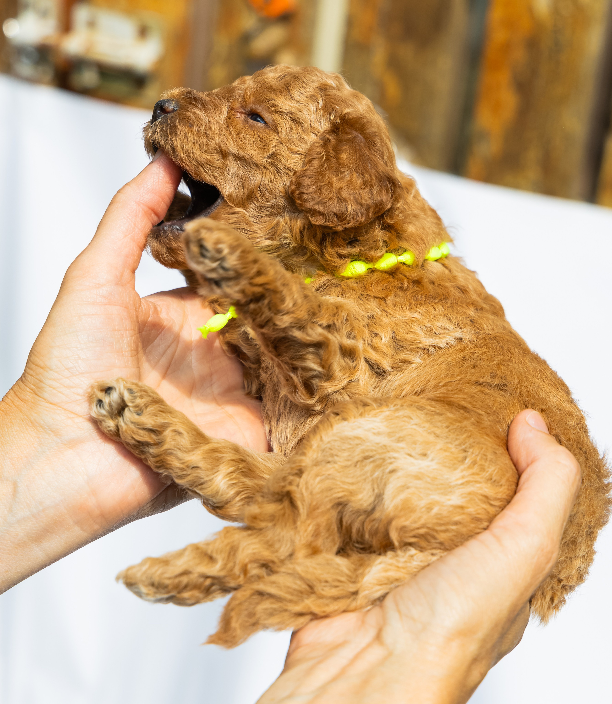 С животными. Фотограф-ретушёр