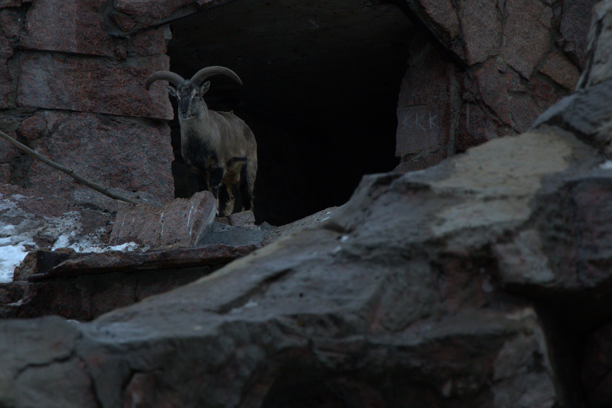 ЗООПАРК. ФОТОГРАФ В МОСКВЕ СТАНИСЛАВ КОБЗЕВ
