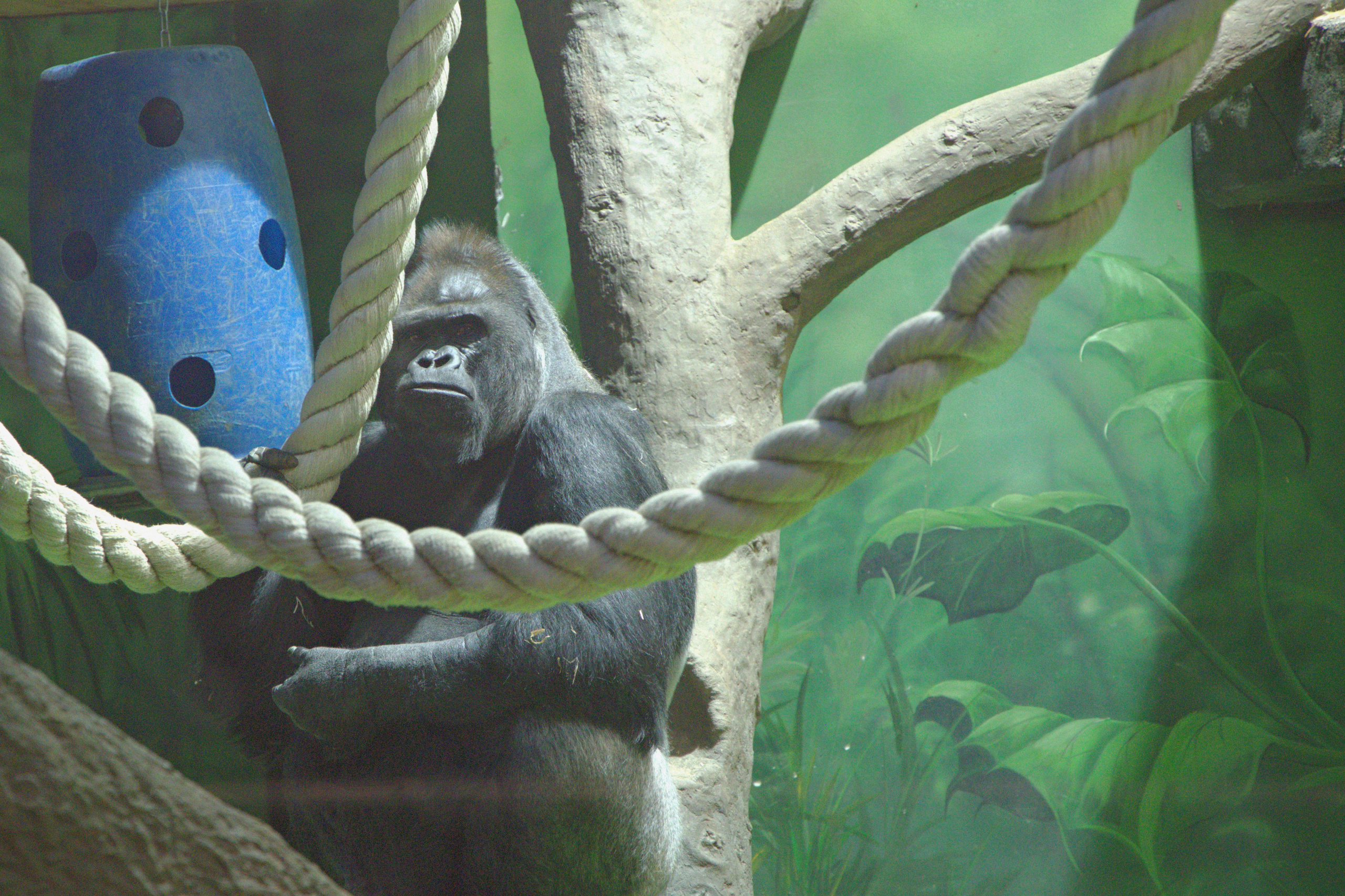 ЗООПАРК. ФОТОГРАФ В МОСКВЕ СТАНИСЛАВ КОБЗЕВ