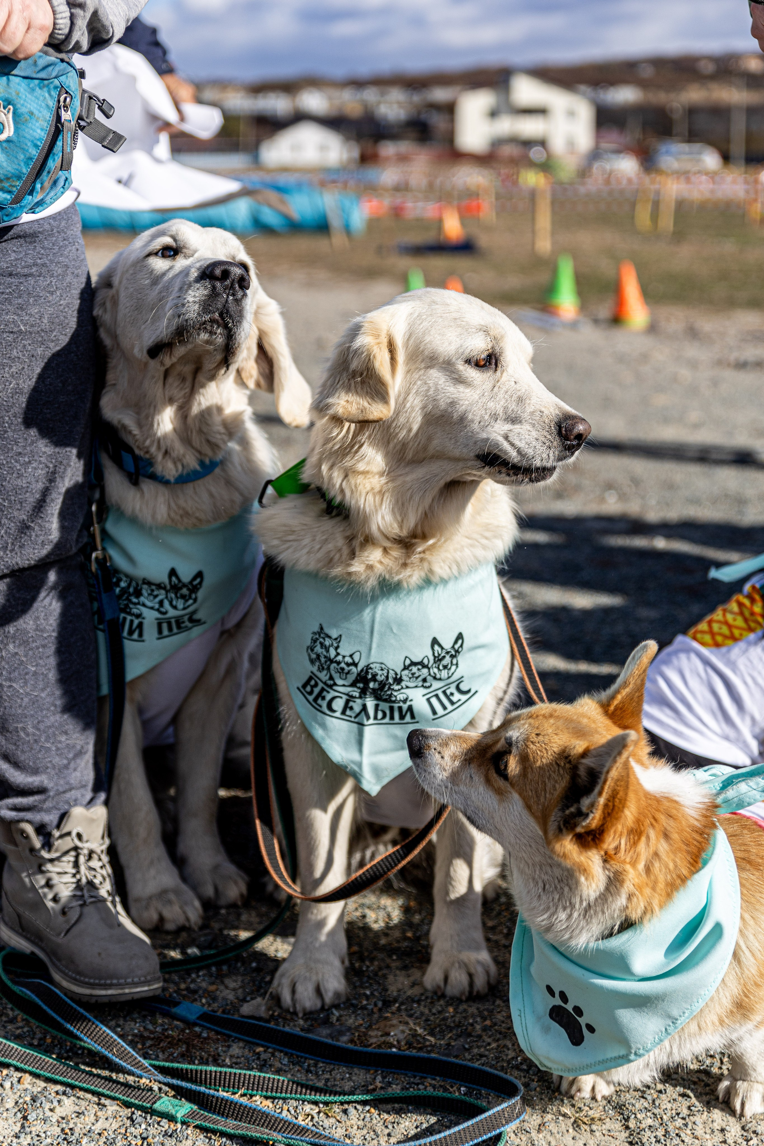 Кинологический квест г. Находка