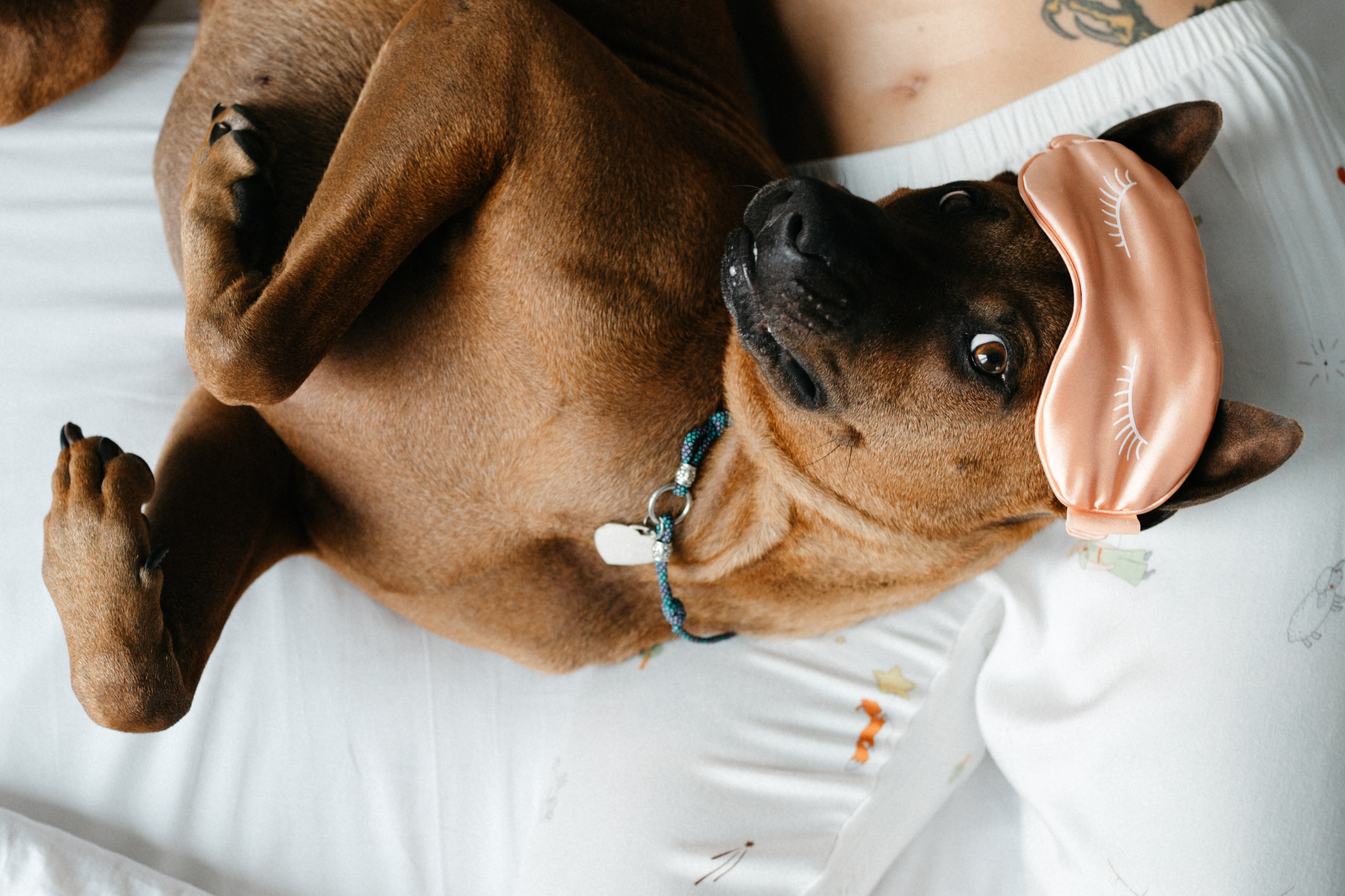 Оксана и Зевс. Фотограф анималист в Москве Ольга Агушева