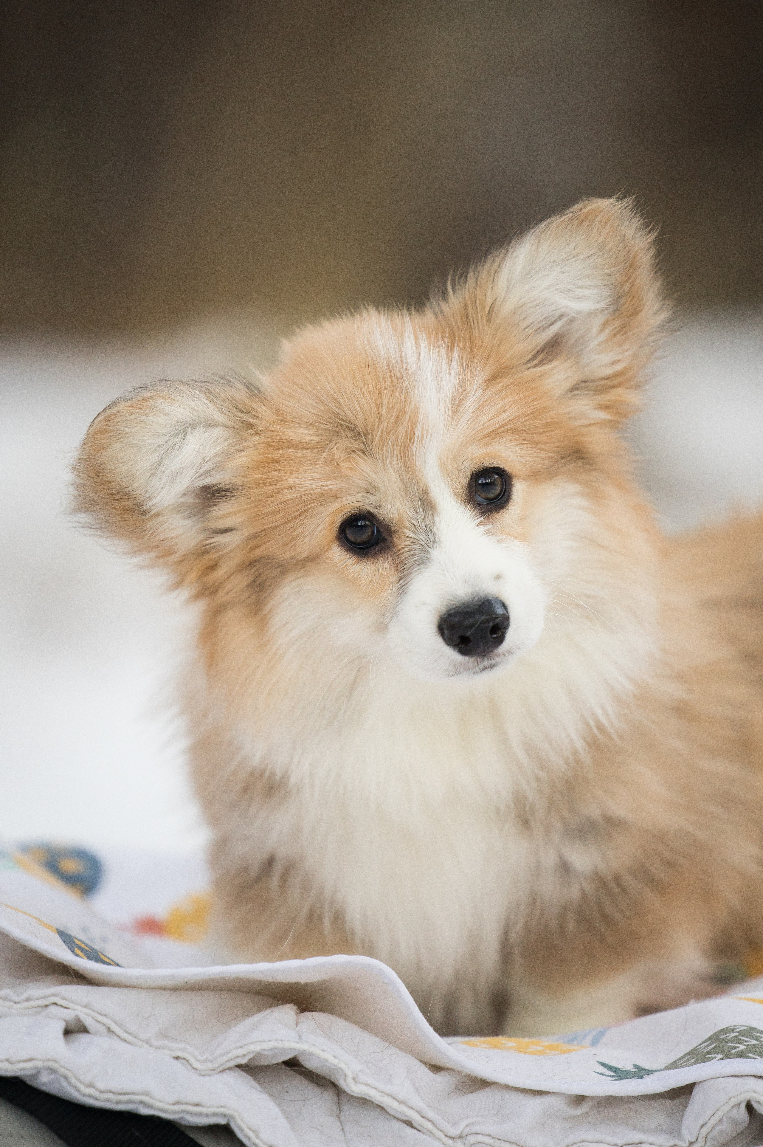 Услуги. Фотограф-анималист в Екатеринбурге Марина Шишкина