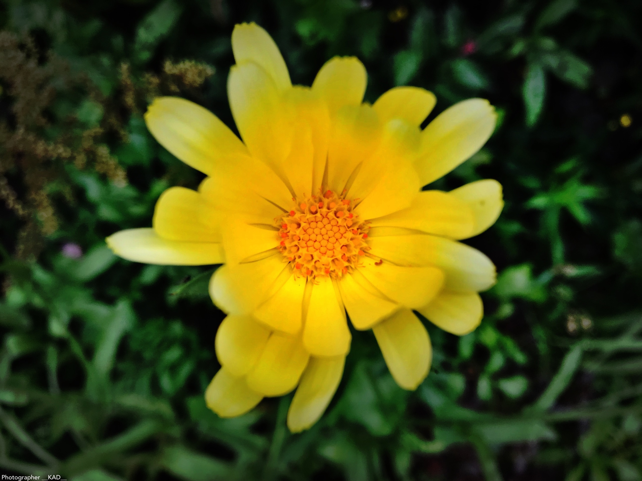 Макросъемка. Photographer K.A.D