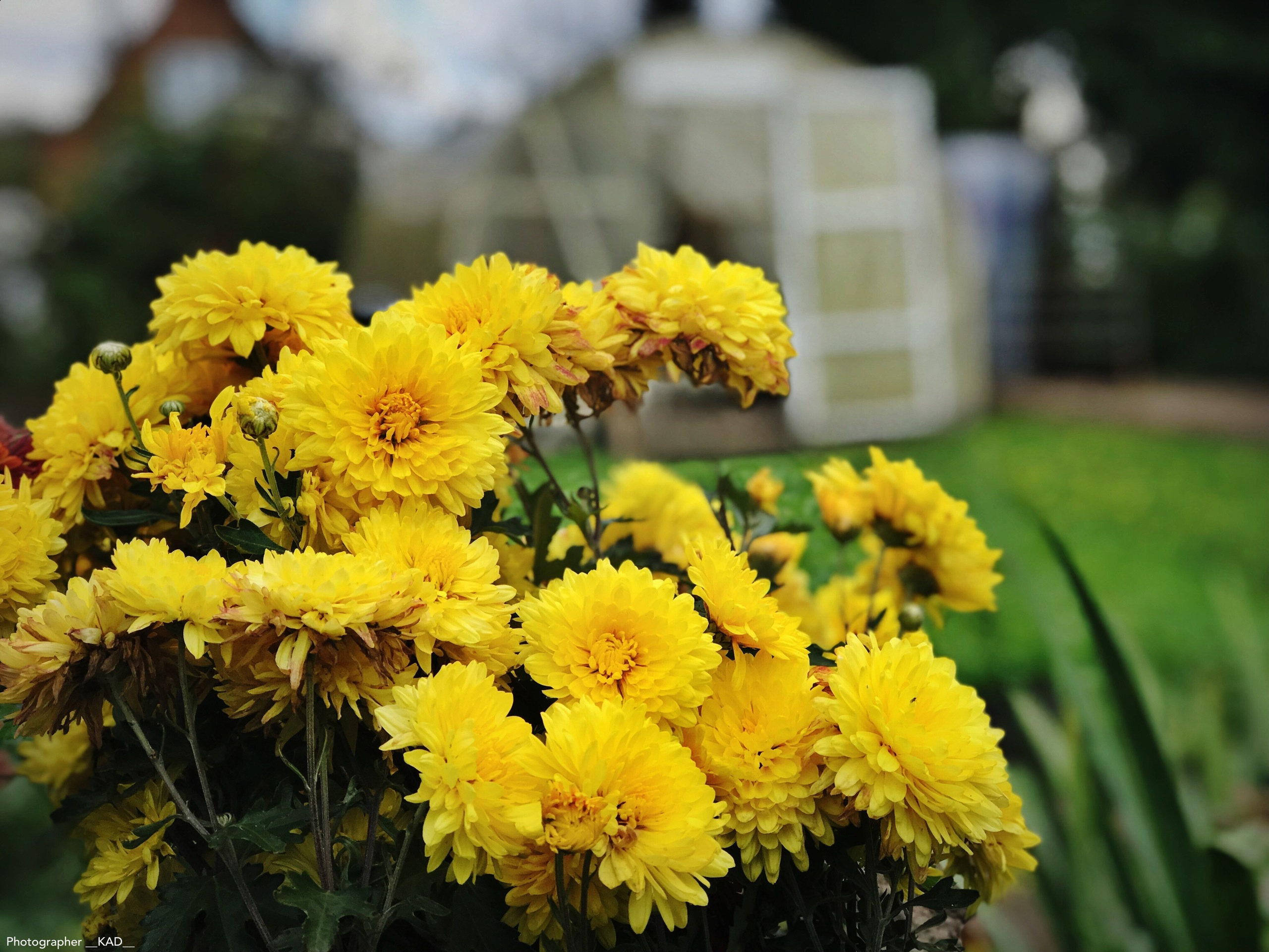 Макросъемка. Photographer K.A.D