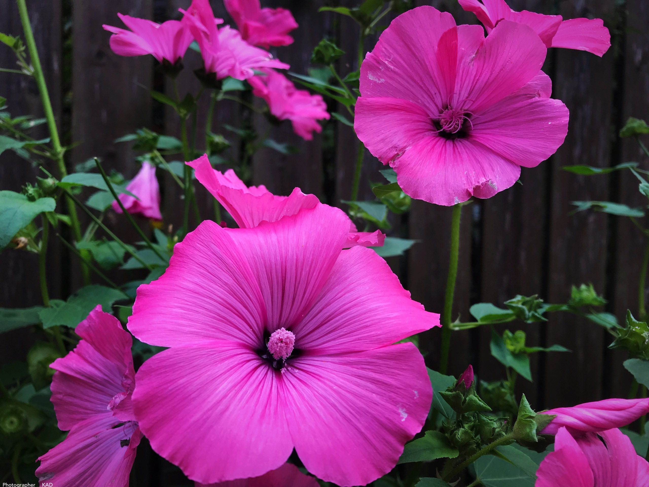 Макросъемка. Photographer K.A.D