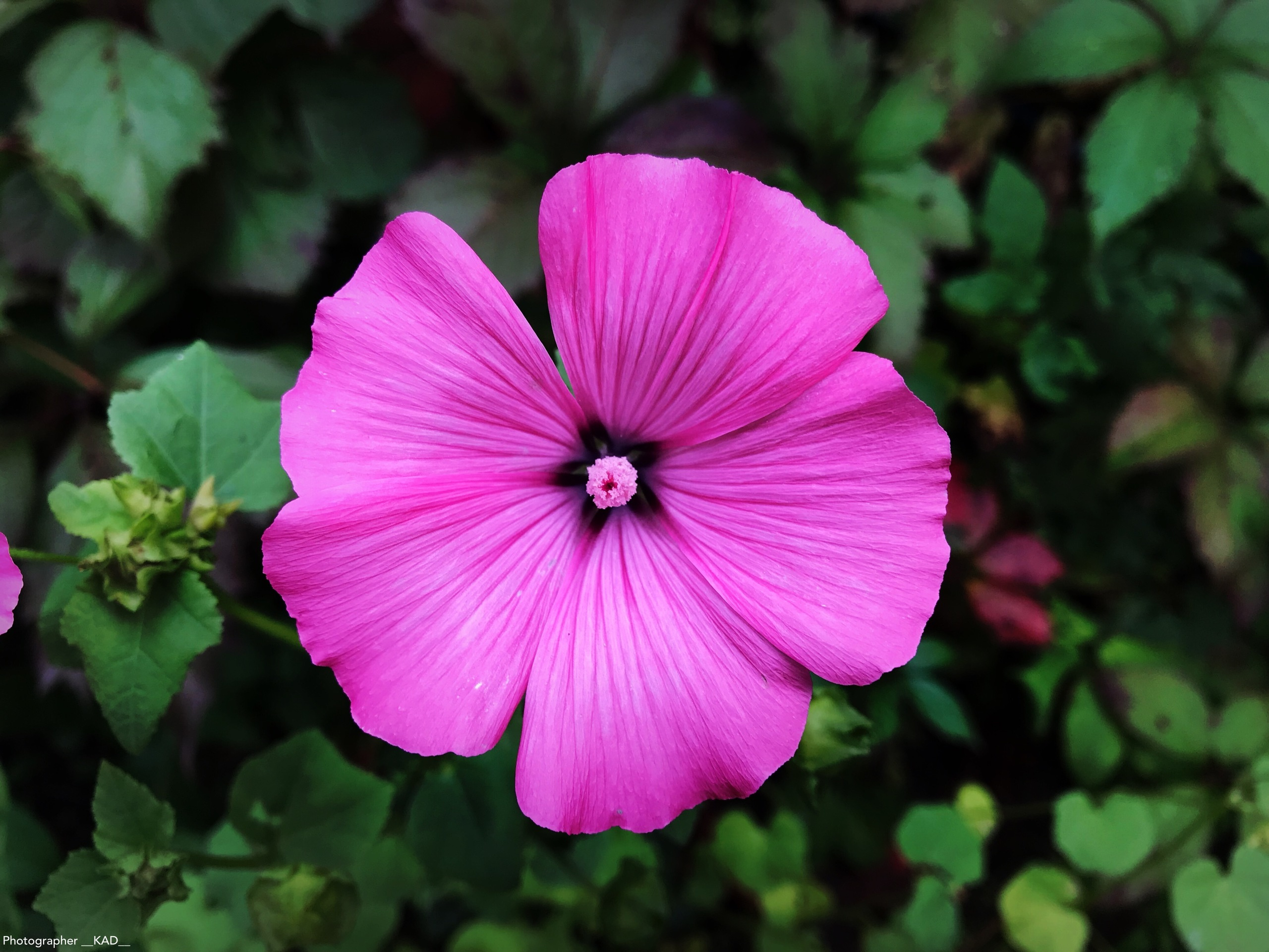 Макросъемка. Photographer K.A.D