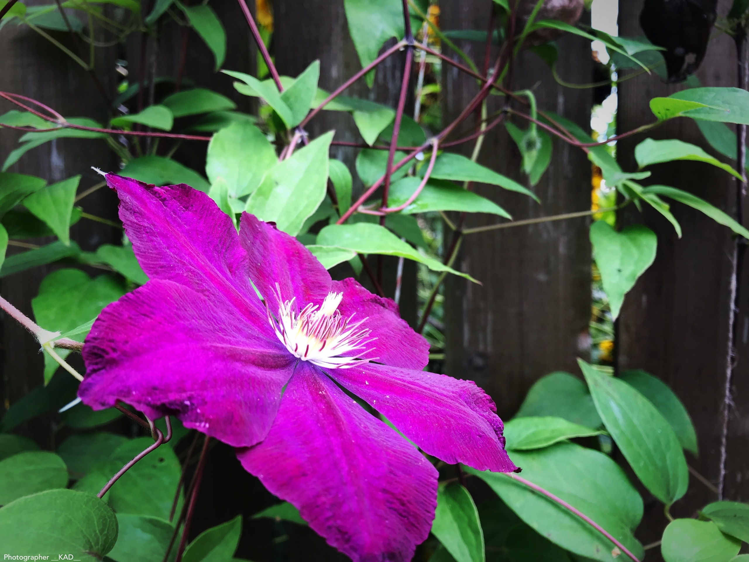 Макросъемка. Photographer K.A.D