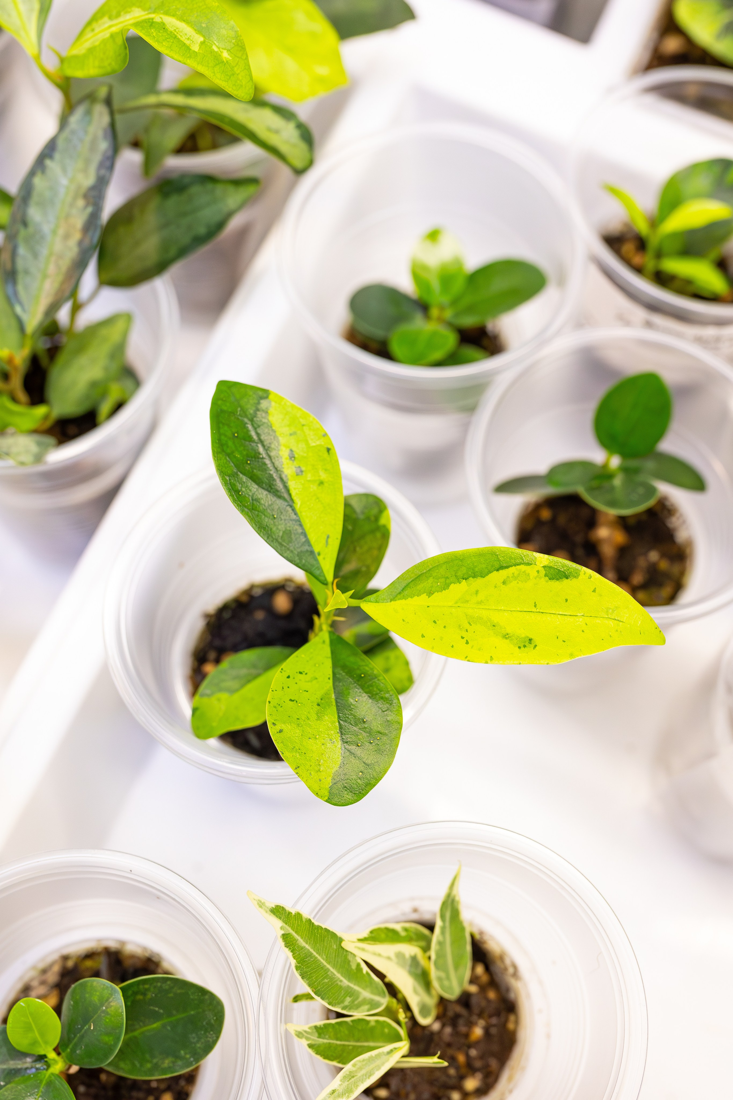 Монстериум апрель 2026. Александра Куликова фотограф, Москва