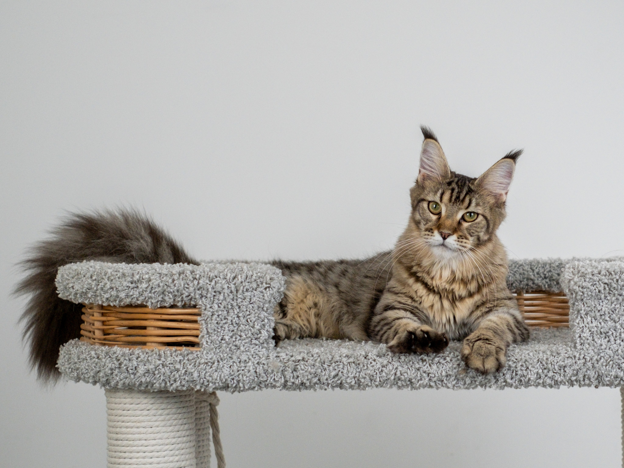 Мейн-куны для Анастасии. Зоофотограф, фотограф животных в Москве и области Дина Дамоцева