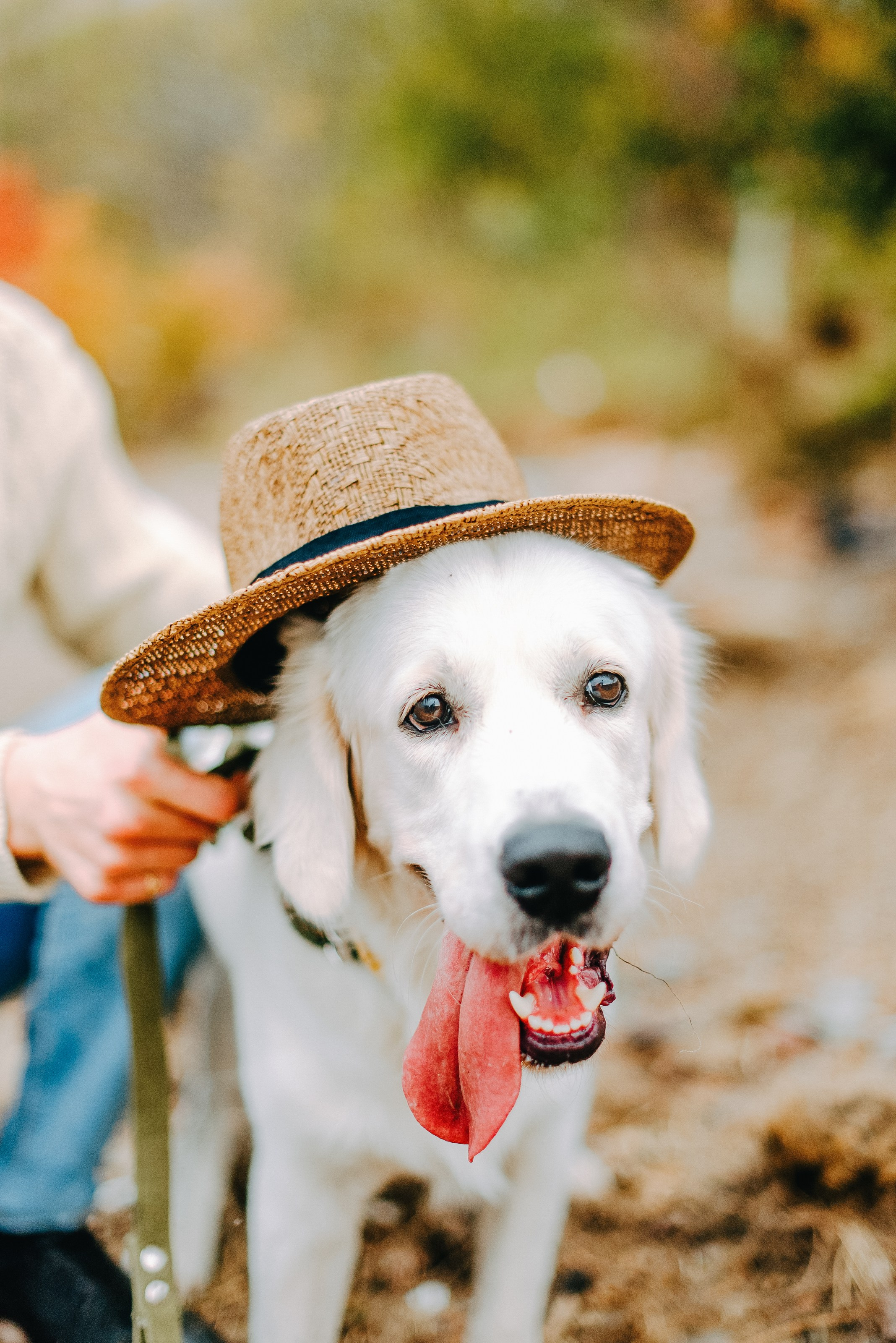 КСЮША + ГЛЕБ. Шашкова Вероника / Свадебный и семейный фотограф Москва и Ярославль
