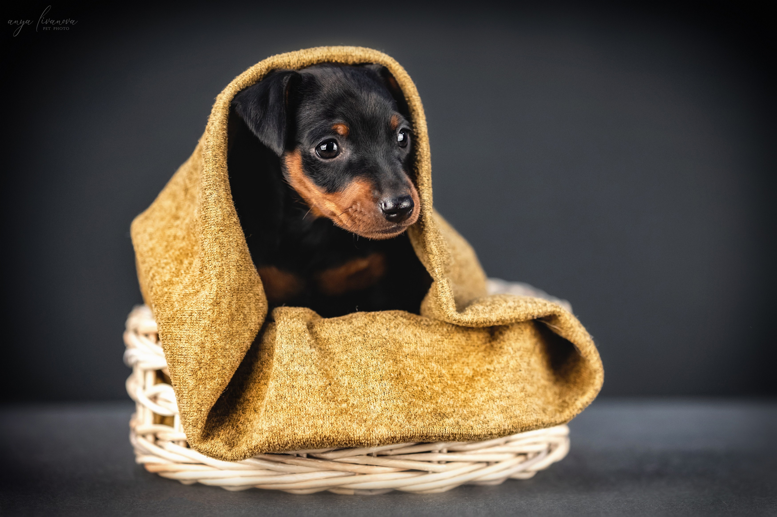 Пинчер. Фотограф анималист Аня Ливанова | Рыбинск