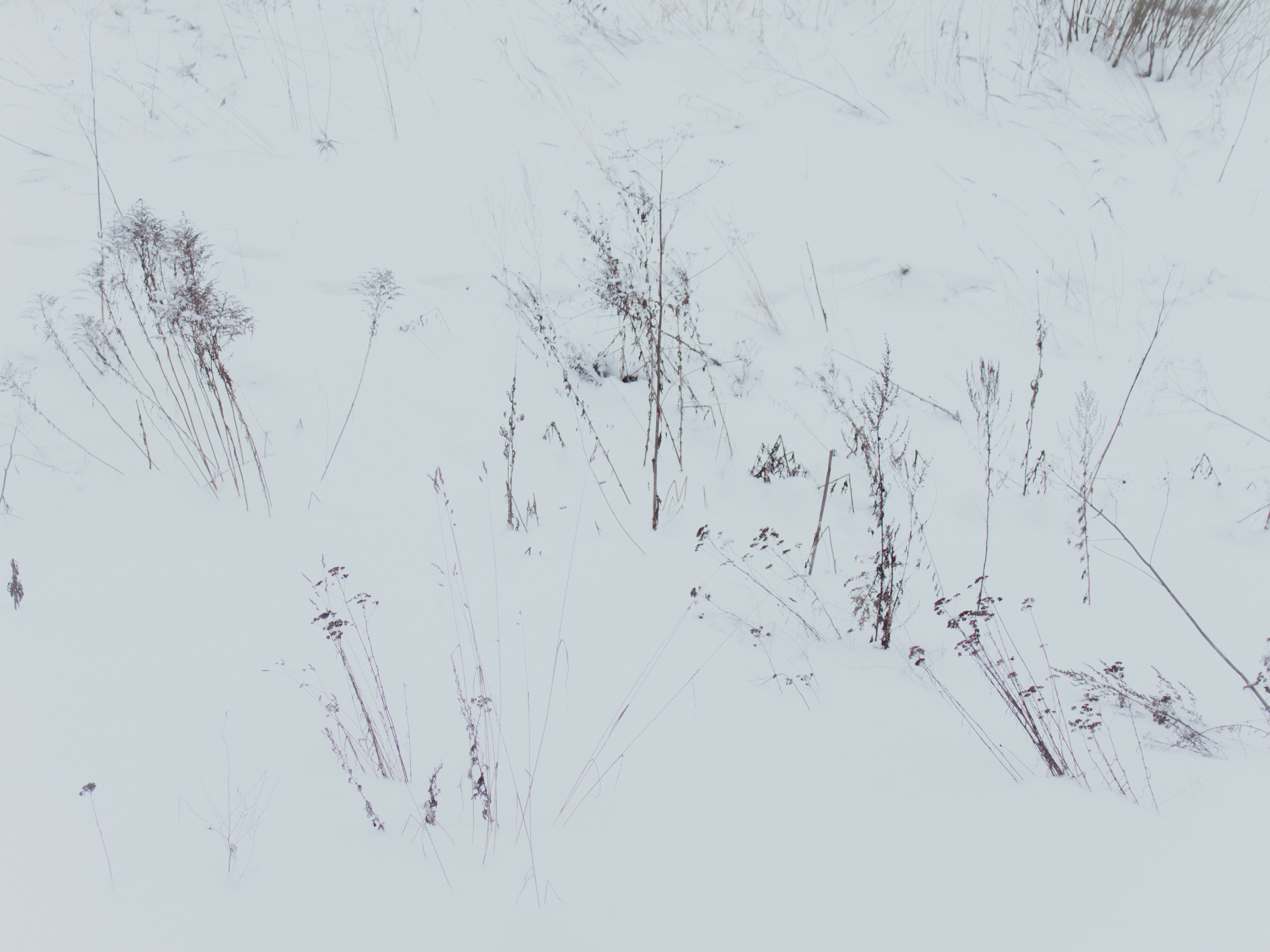 Маршрут ветеранов — электросила. Анна Мильч