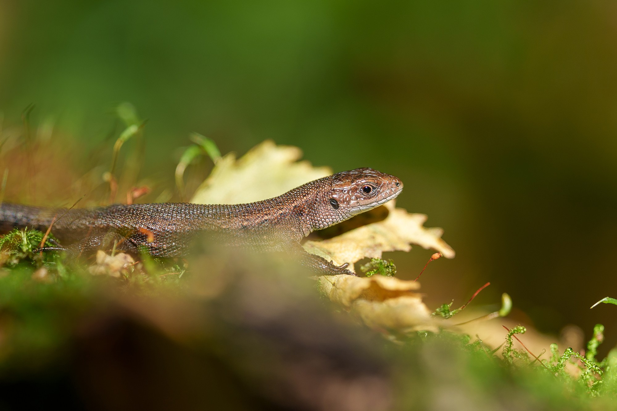 Животные. Ваш личный фотограф Марина Волкова