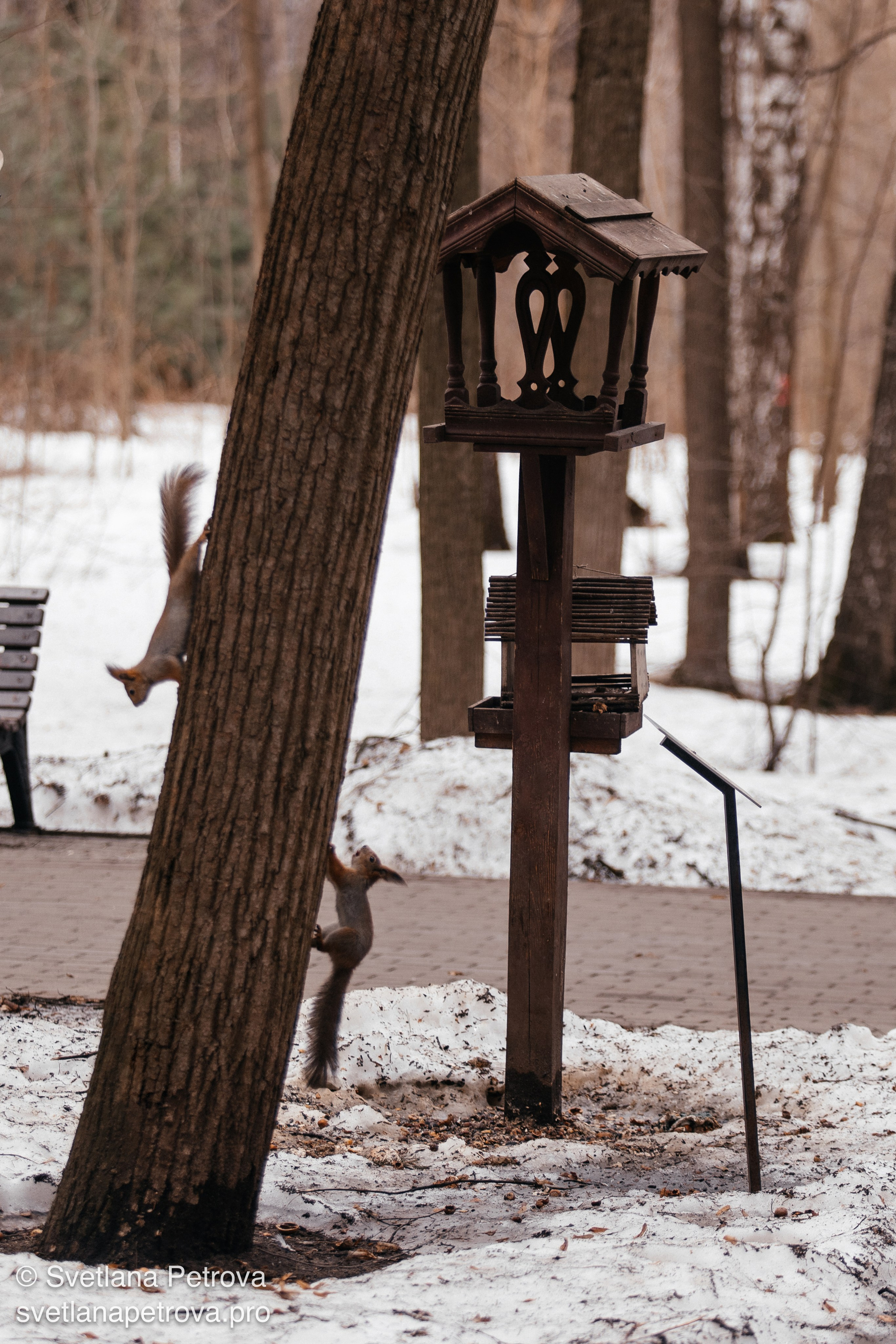 Белочки. Весна 2026. Фотограф Светлана Петрова