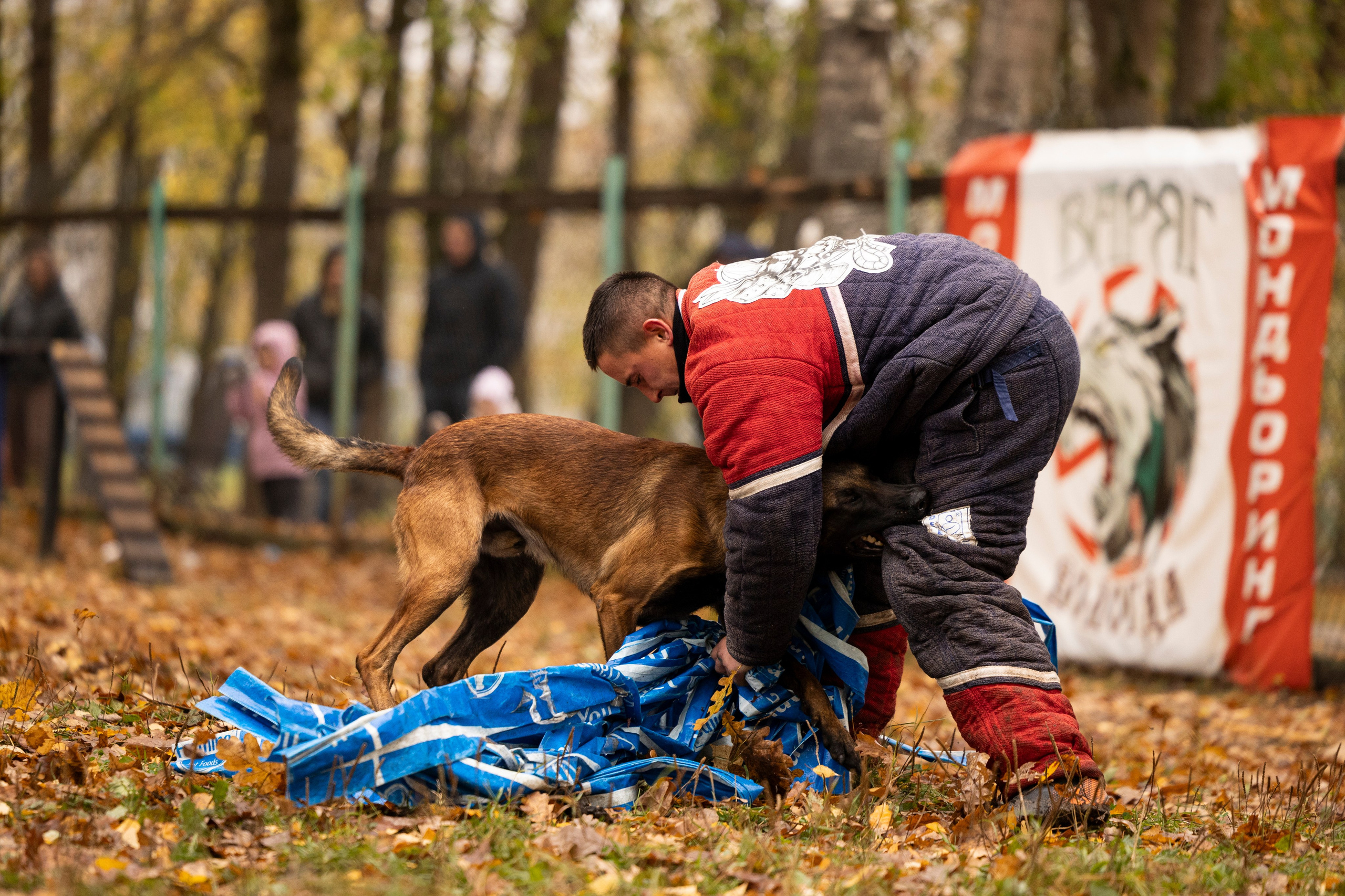 Соревнования по Мондьорингу г. Вологда. Фотограф-анималист Анна Маринич