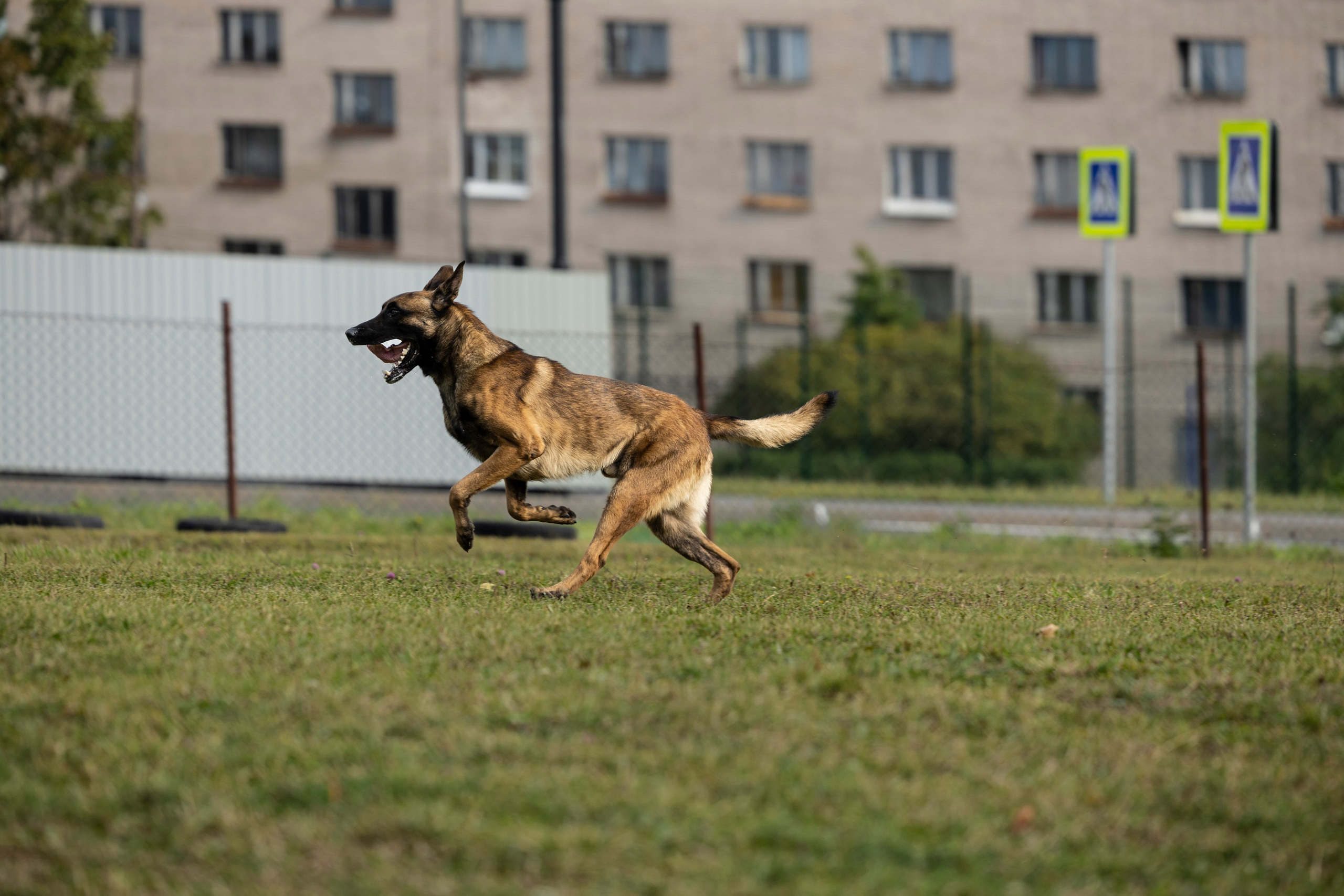 Испытания по Мондьорингу г. Пушкин. Фотограф-анималист Анна Маринич