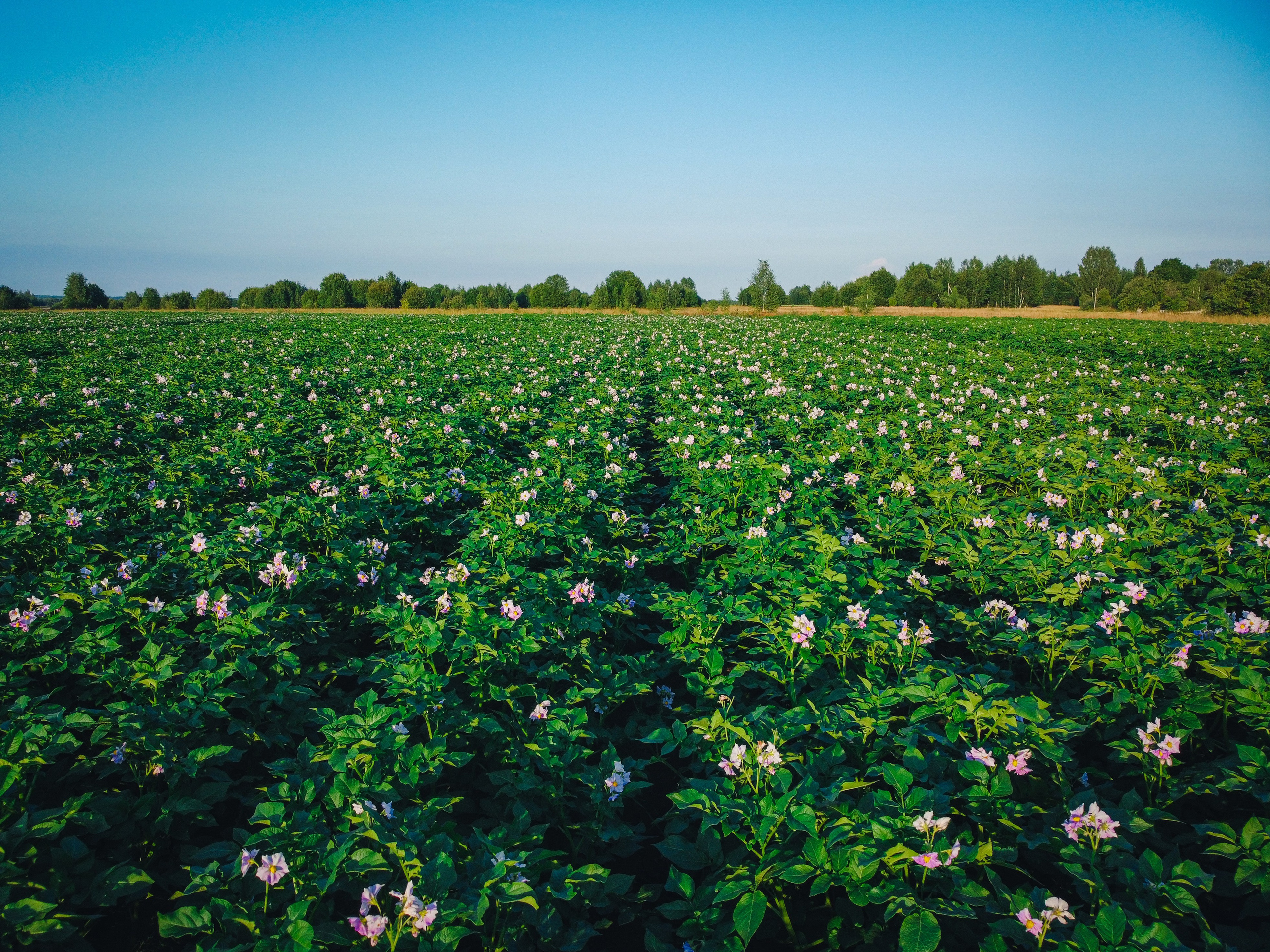 Поле с картофелем, ранее утро, рассвет