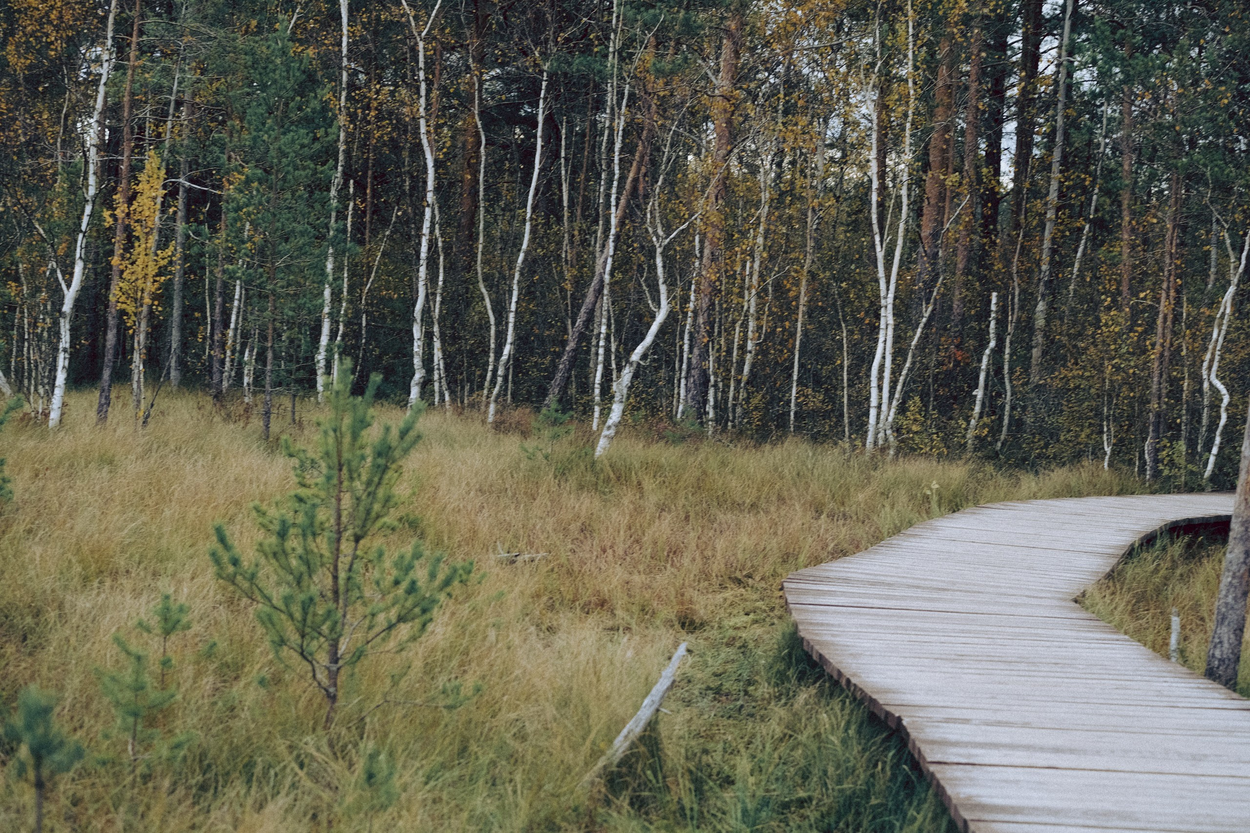 Осеняя прогулка. Профессиональный фотограф, Санкт-Петербург — Виктория Богомолова