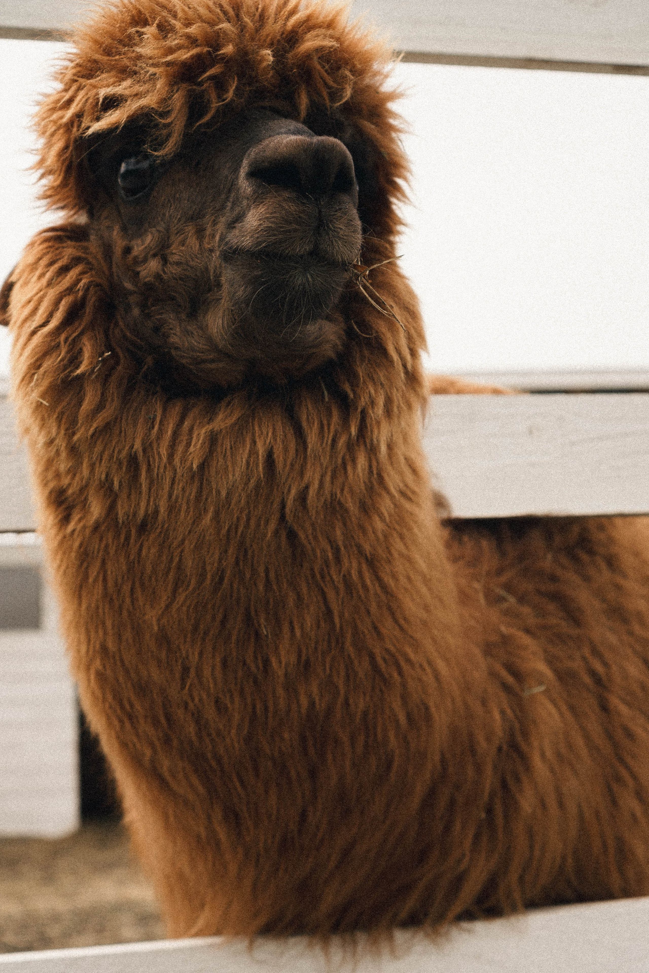 Ферма Альпак. Профессиональный фотограф, Санкт-Петербург — Виктория Богомолова