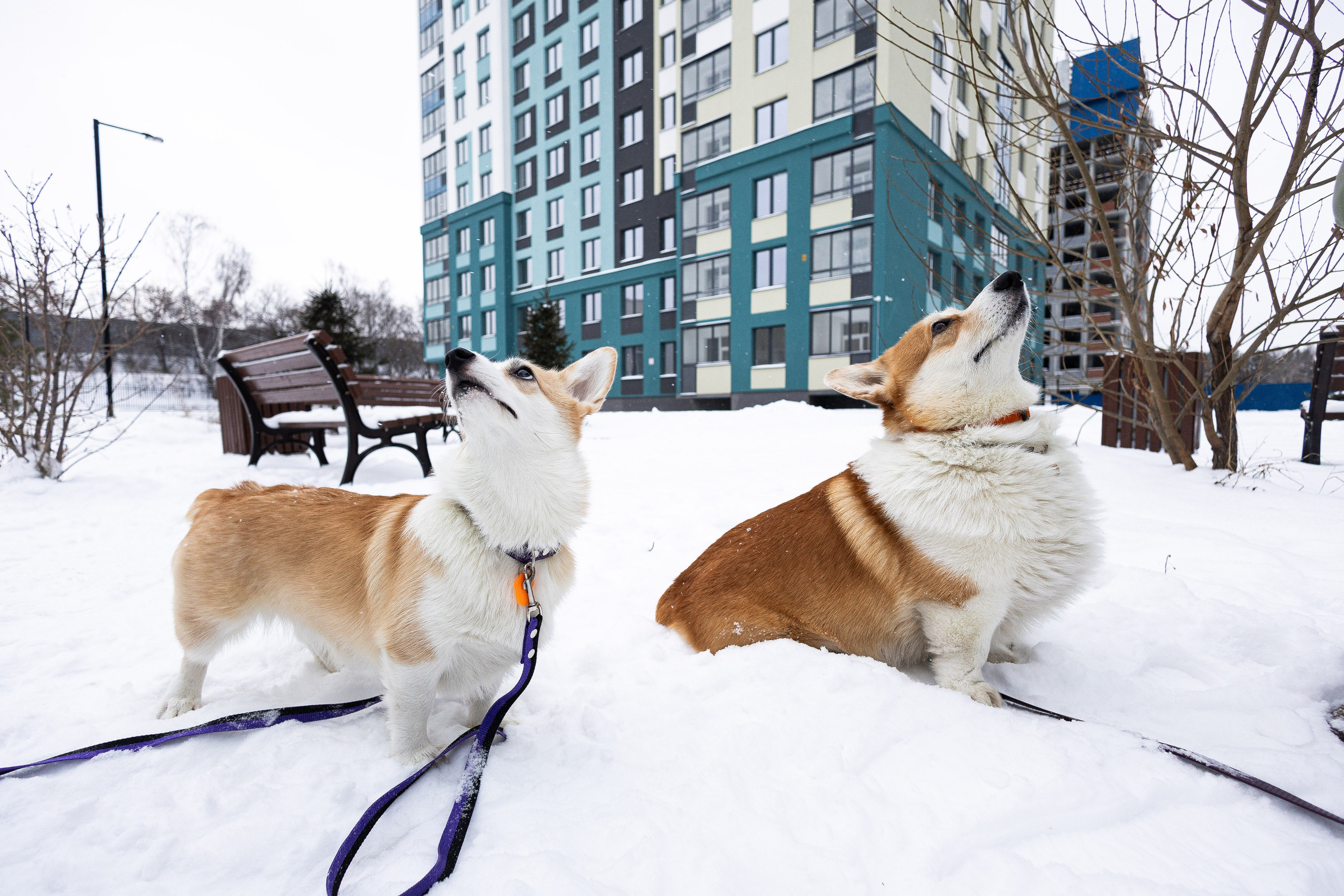 ЖК застройщика «Ривьера». Фотограф Родион Нарудинов