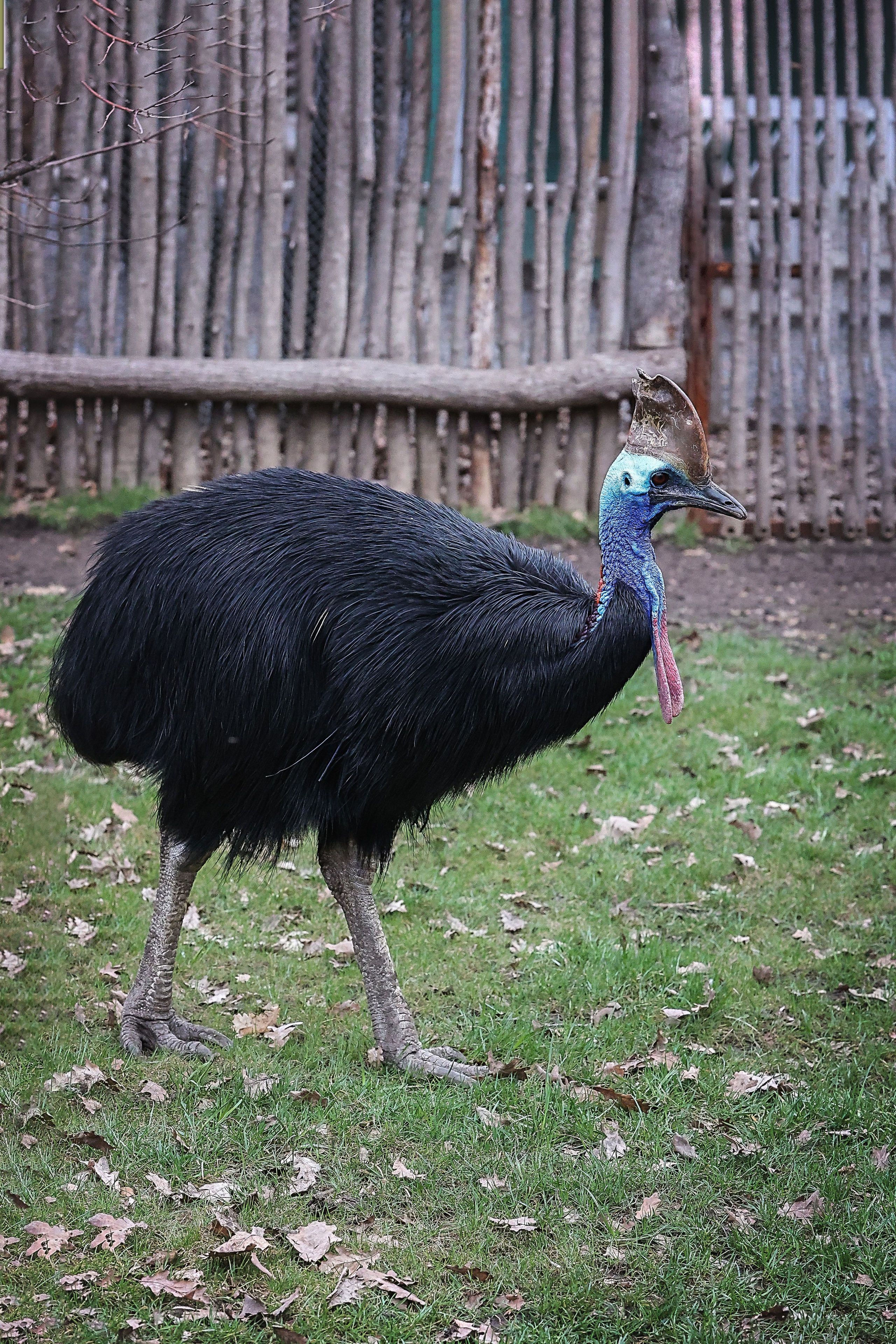 Зоопарк Малинки. Фотограф-АниМалист Анна Абрамова