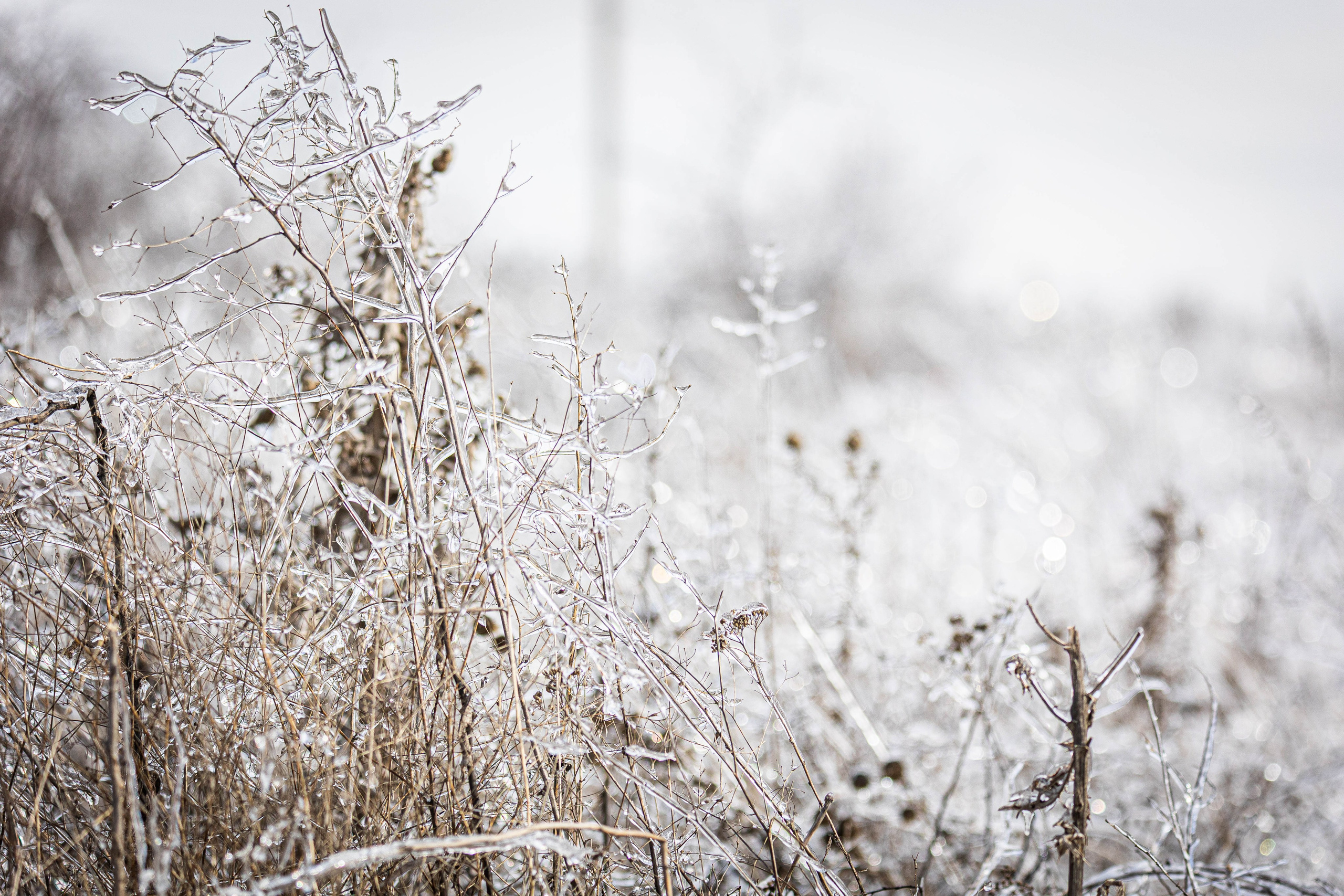 Дикий животный мир. Фотограф-АниМалист Анна Абрамова
