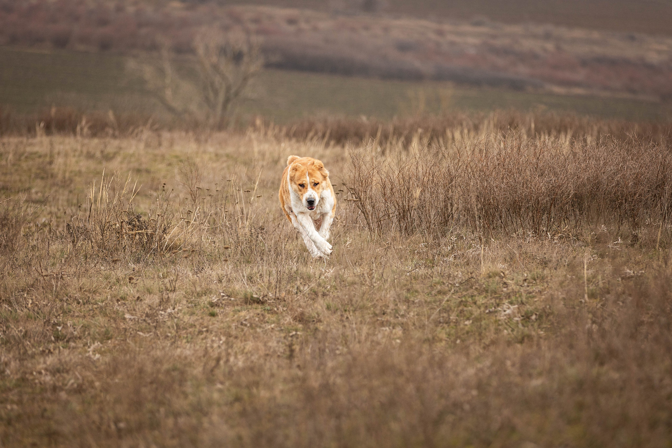 Пальма. Фотограф-АниМалист Анна Абрамова