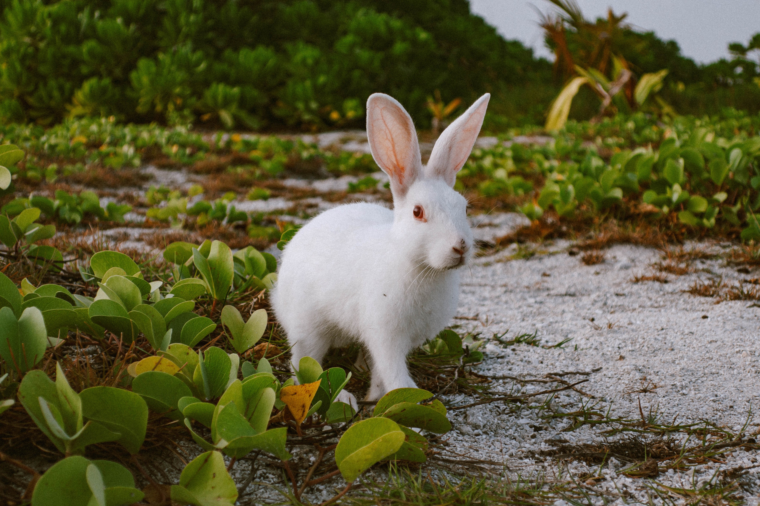 О.Тулусду. Мальдивы. Фотограф Светлана Голицына