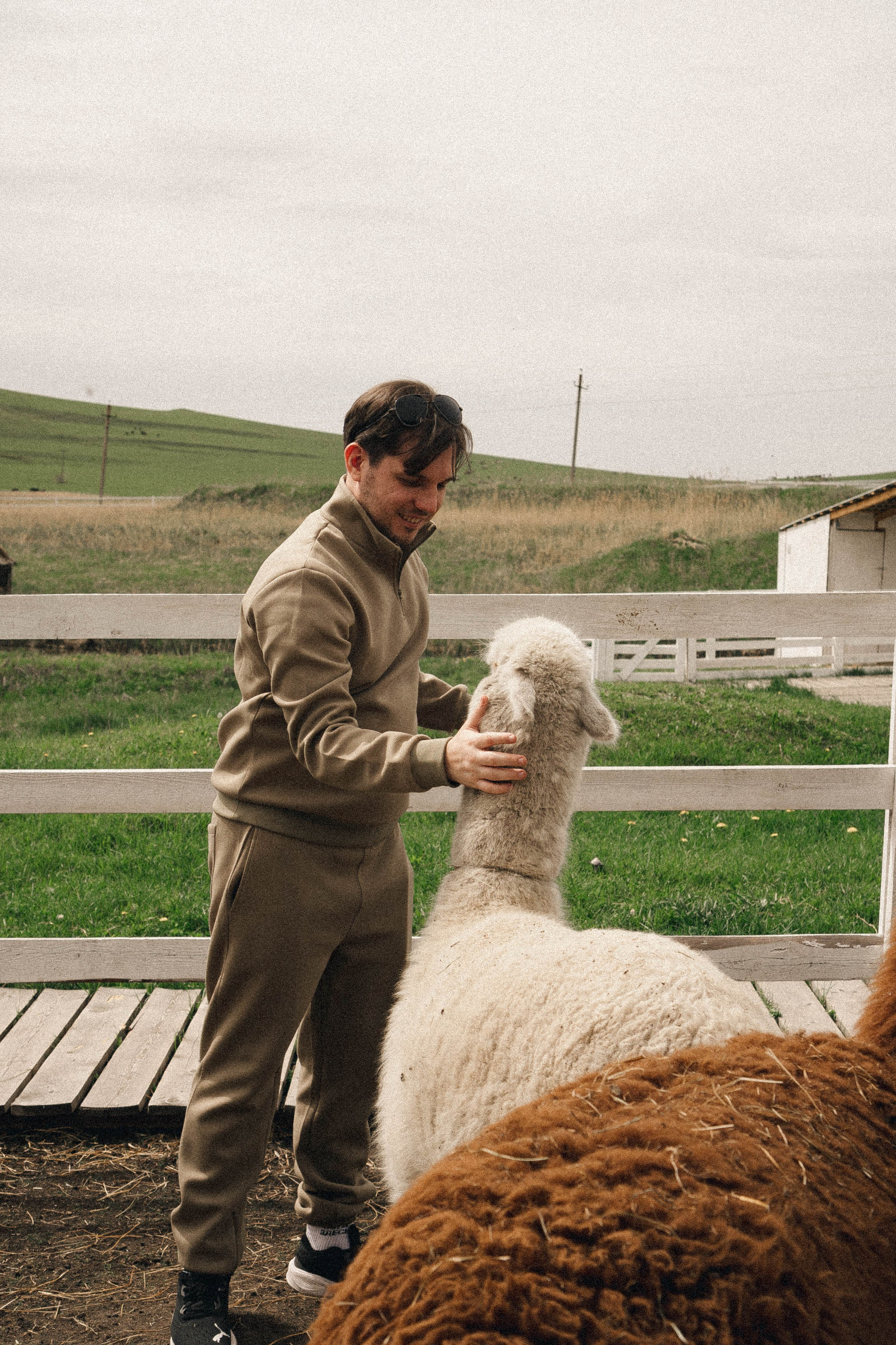 Ферма Альпак. Профессиональный фотограф, Санкт-Петербург — Виктория Богомолова