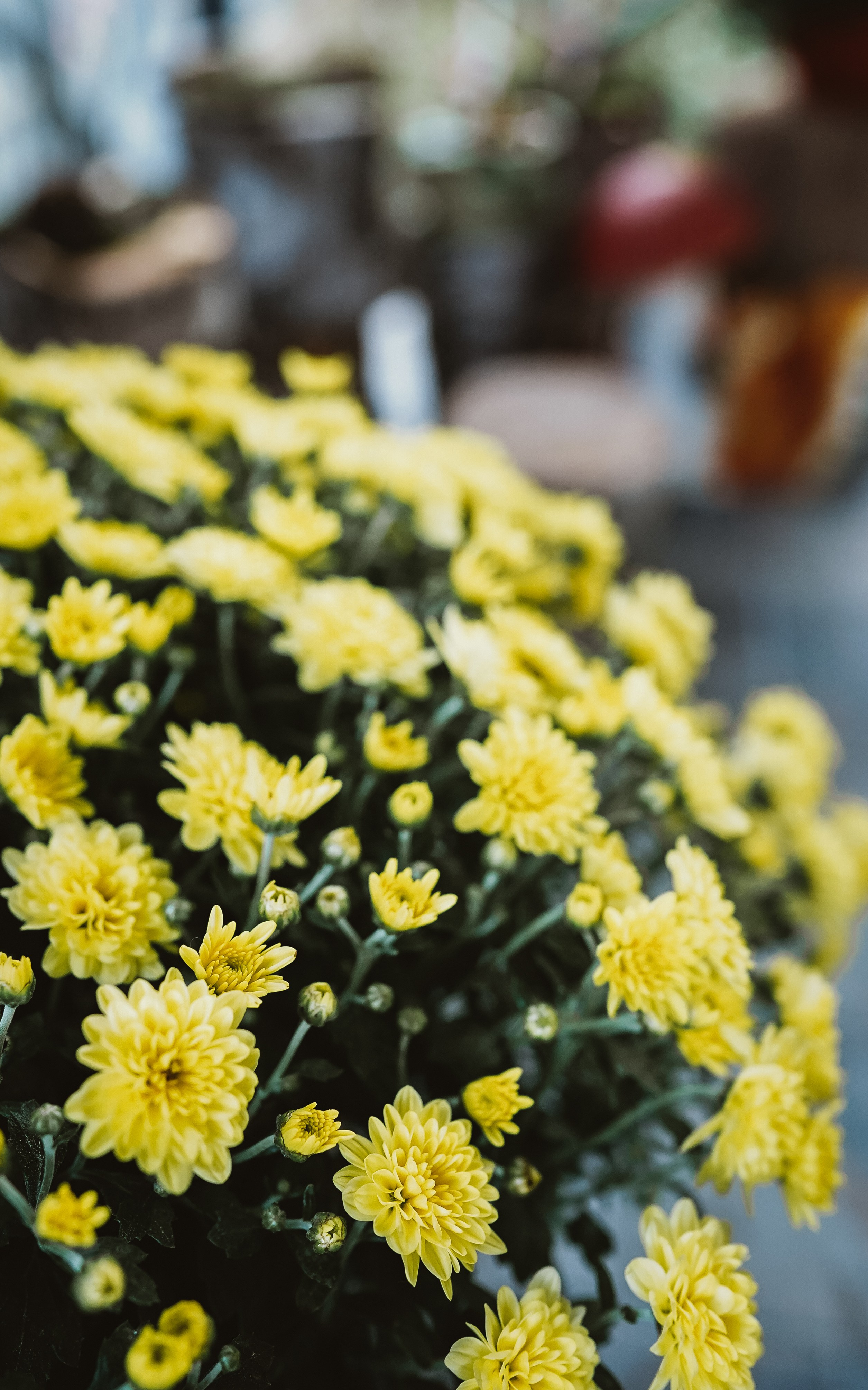 Роберту 1 год. Семейный и детский фотограф в Москве (Тинао) Галкина Алевтина