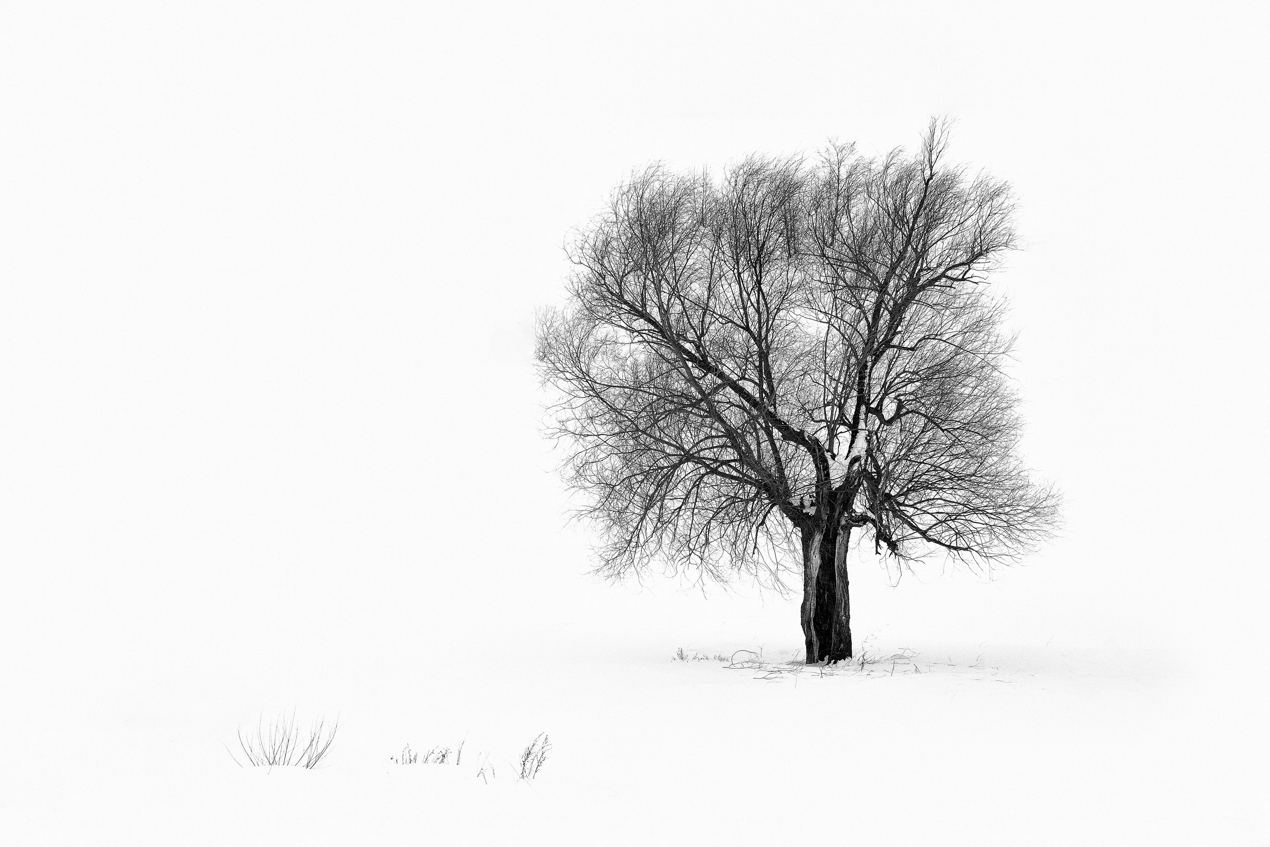 Черно-белый этюд. Фотограф Ольга Дунаева