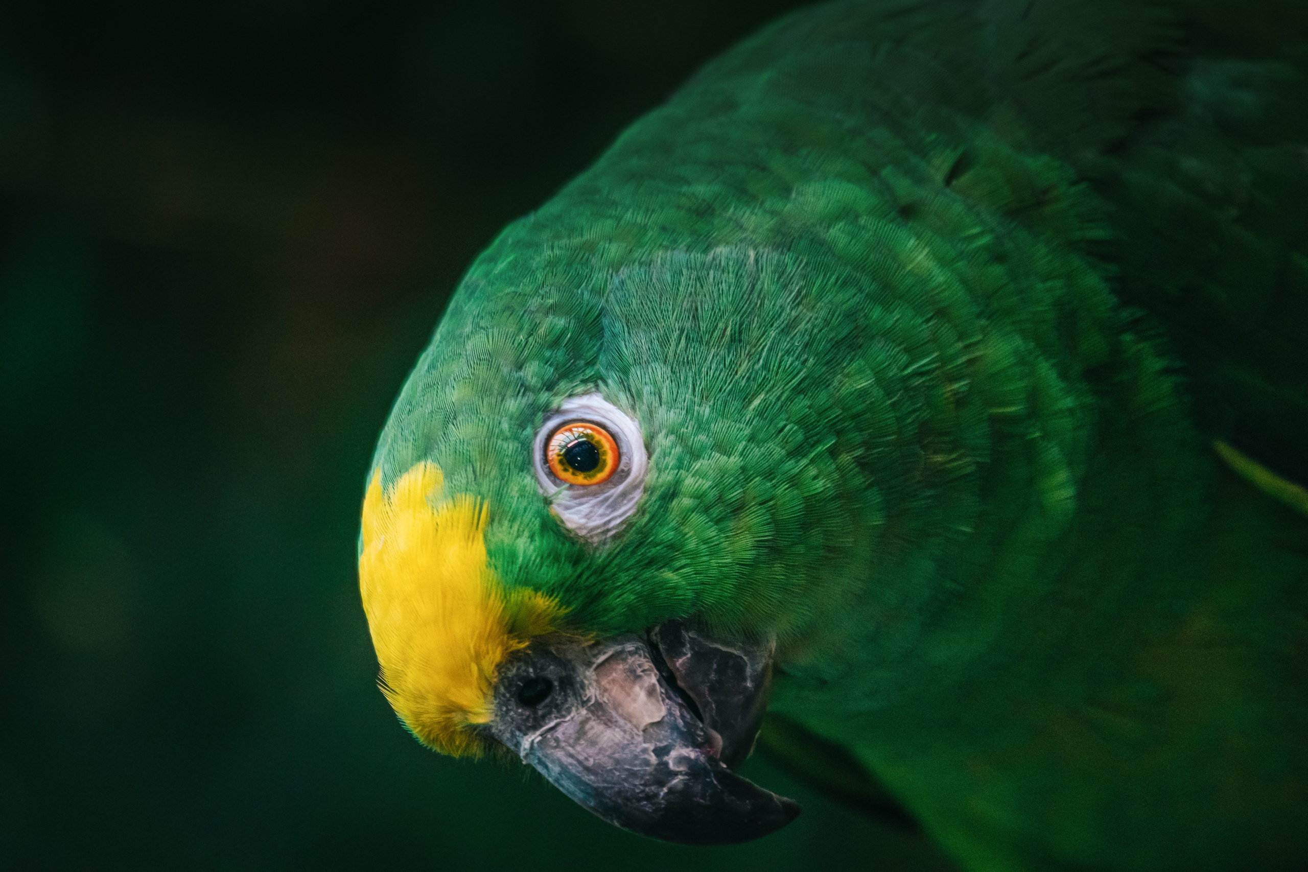 Московский зоопарк. Фотограф-анималист в Москве Юлия Лайхо