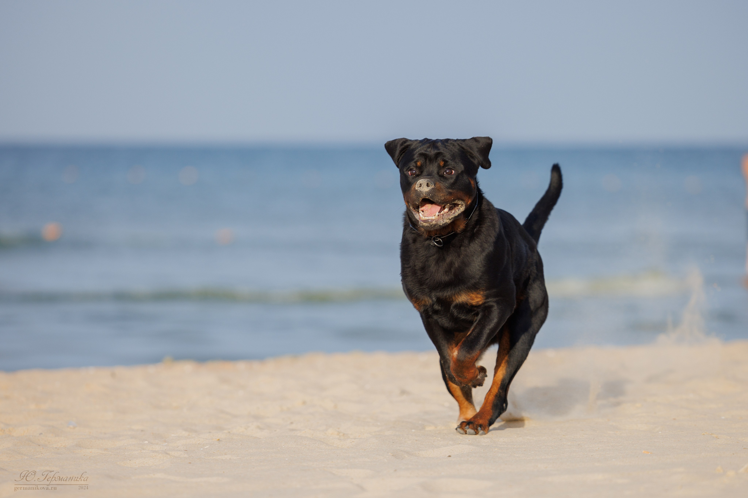 Свободная съемка. Фотограф-анималист Юлия Германика