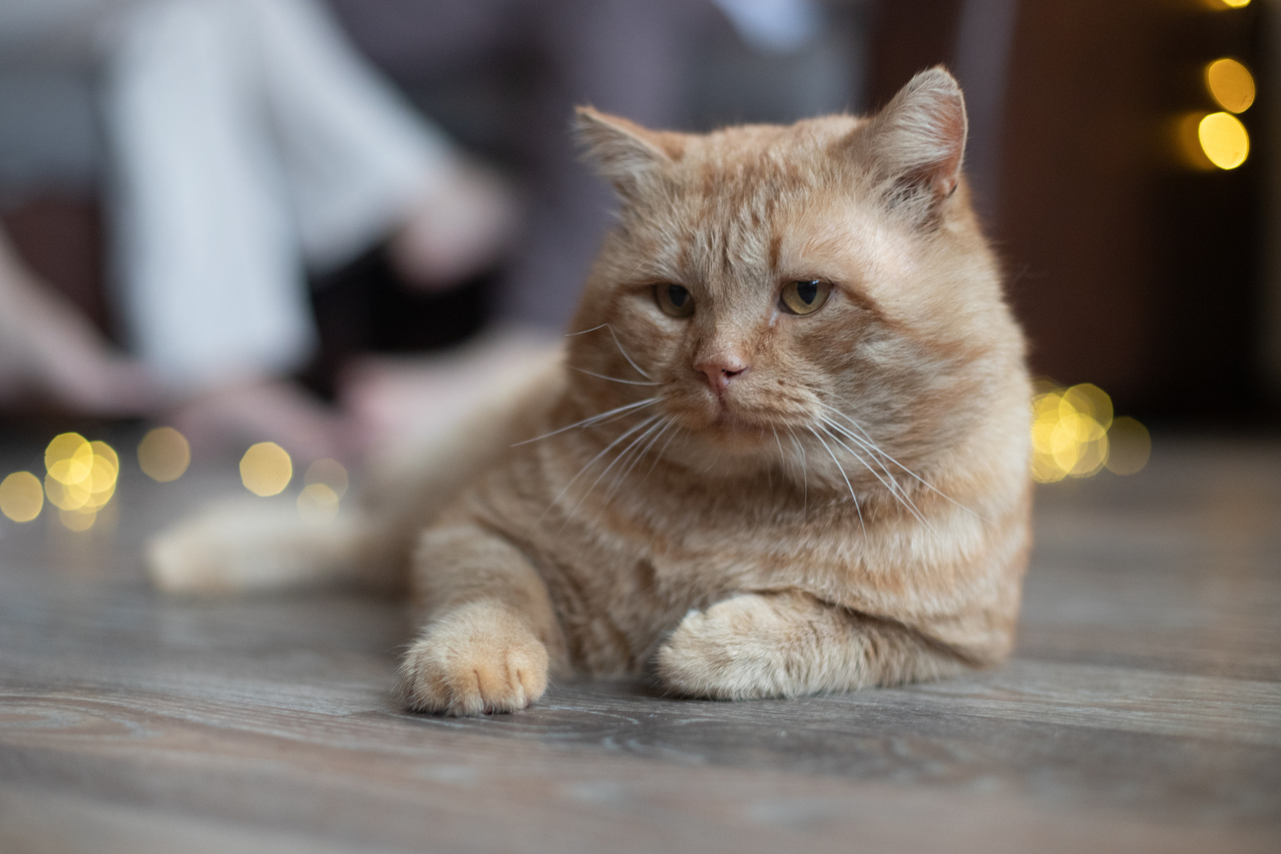 Домашняя съемка. Семейный свадебный интерьерный фотограф Тверь Санкт- Марина Свистунова