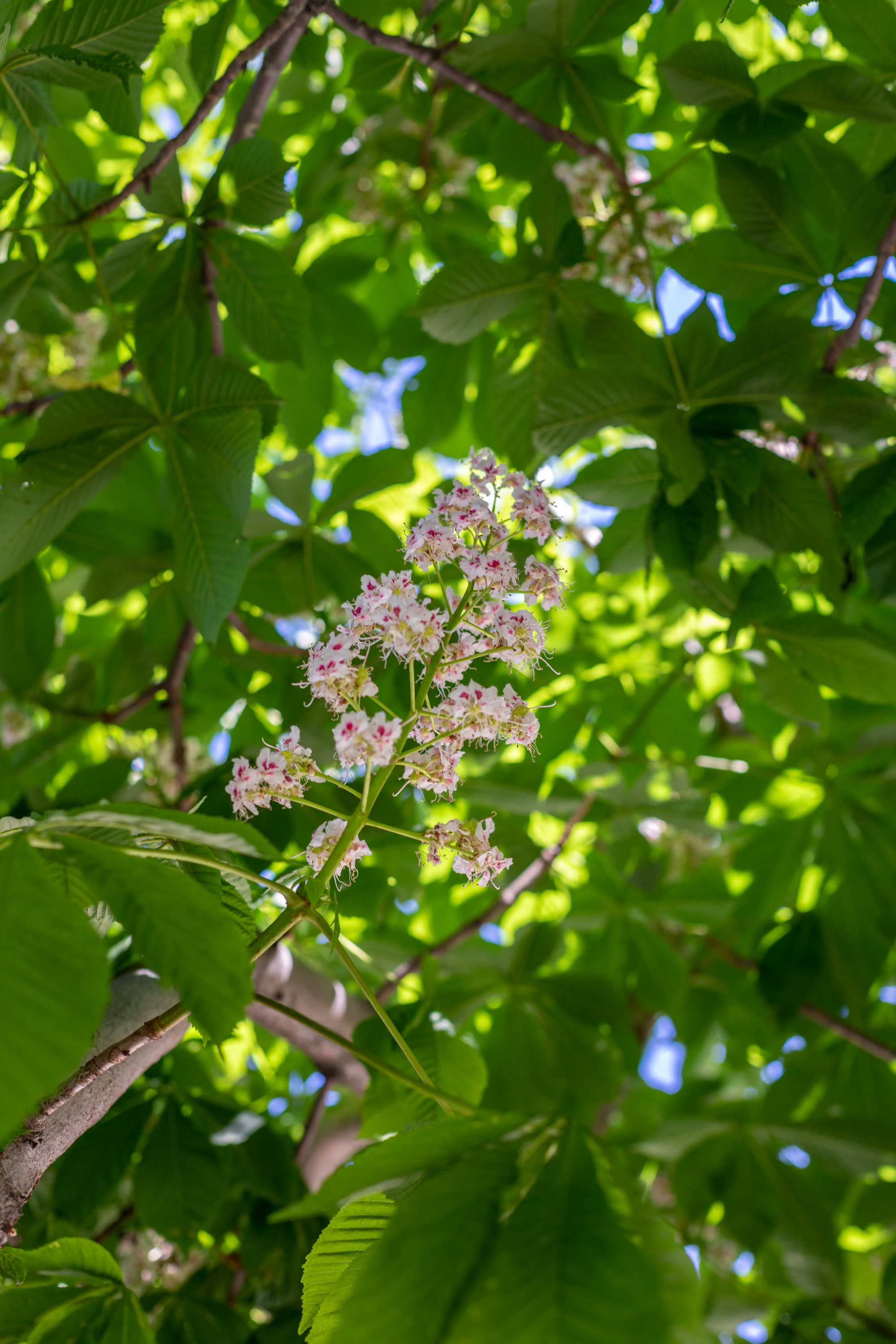 Репортаж из поездки в Городец. Фотограф в Костроме, Ярославле, Москве Светлана Заведеева