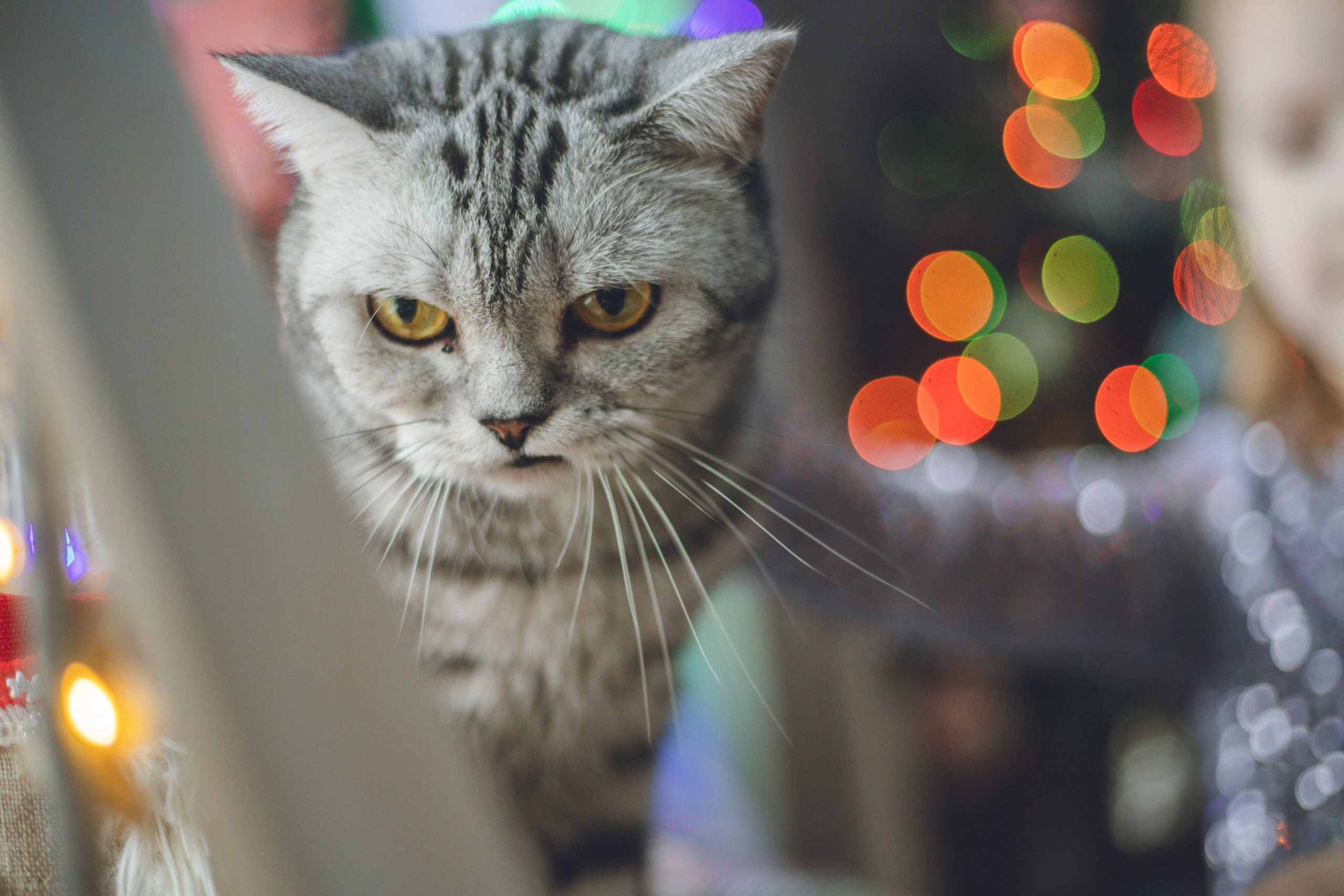 Таня, Владимир, Алина, Дарина. Семейный фотограф г. Димировград Андросова Екатерина