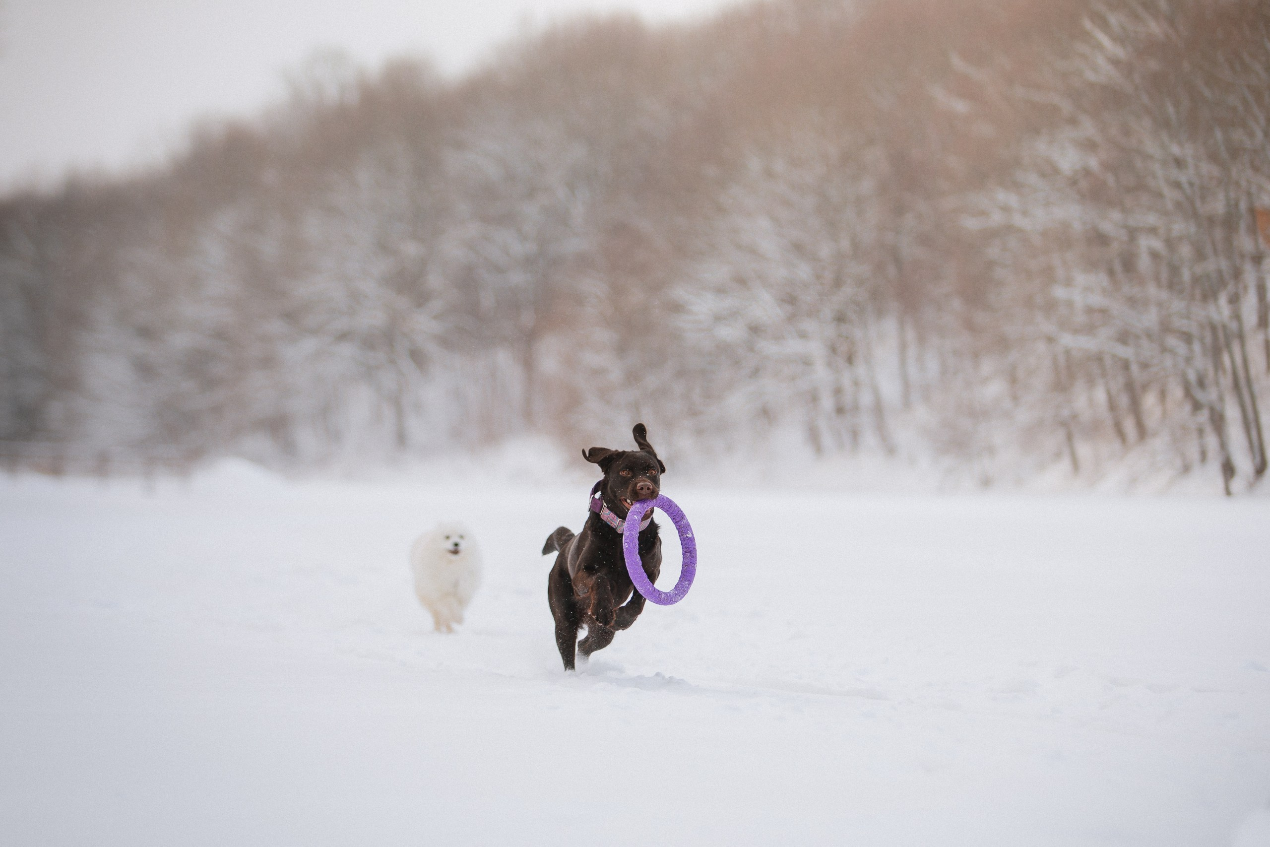 Йоло и Акира. Фотограф анималист Кузнецова Анна Нижний Новгород