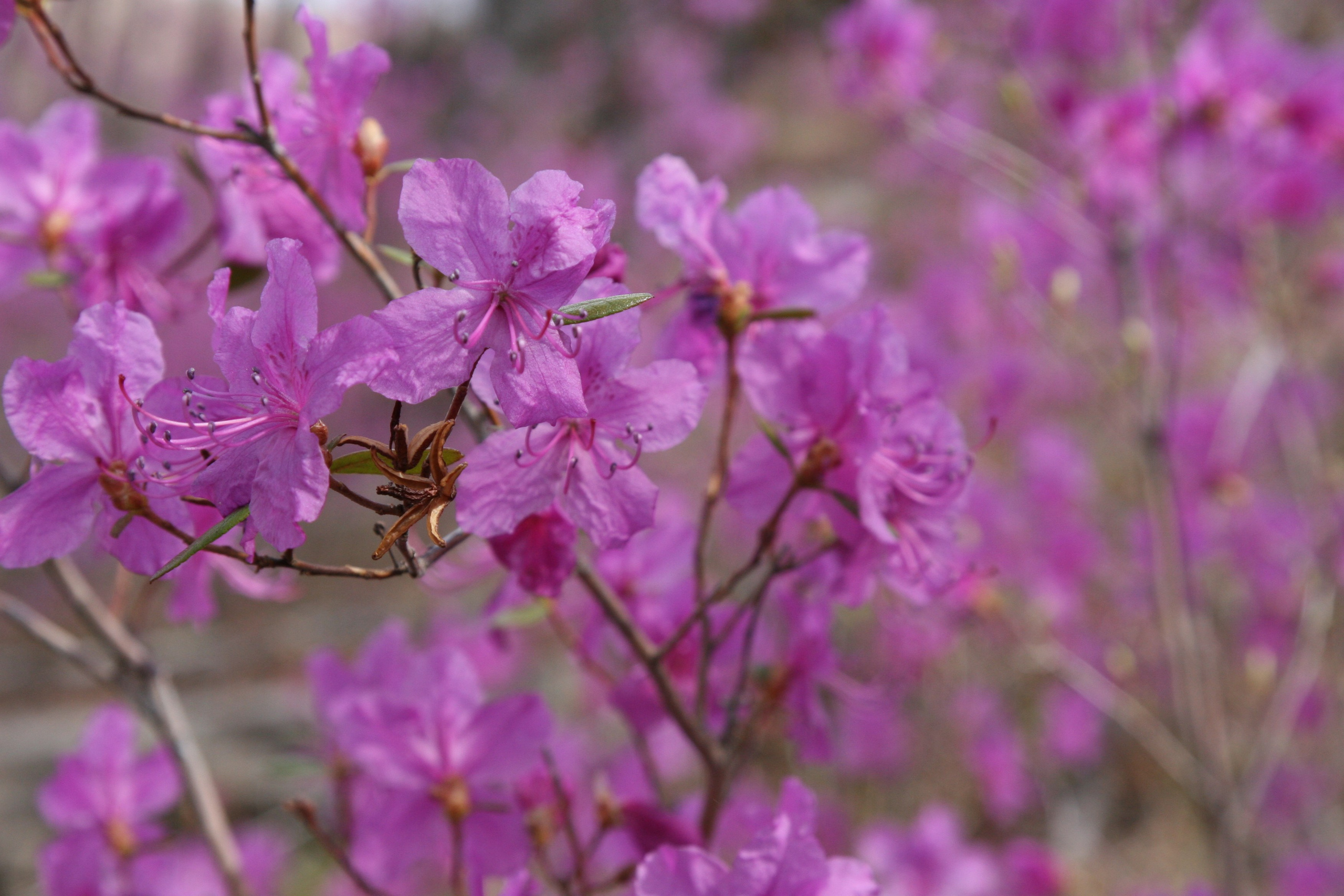 Фото Природы Забайкалья. Студия Максима Белослюдцева