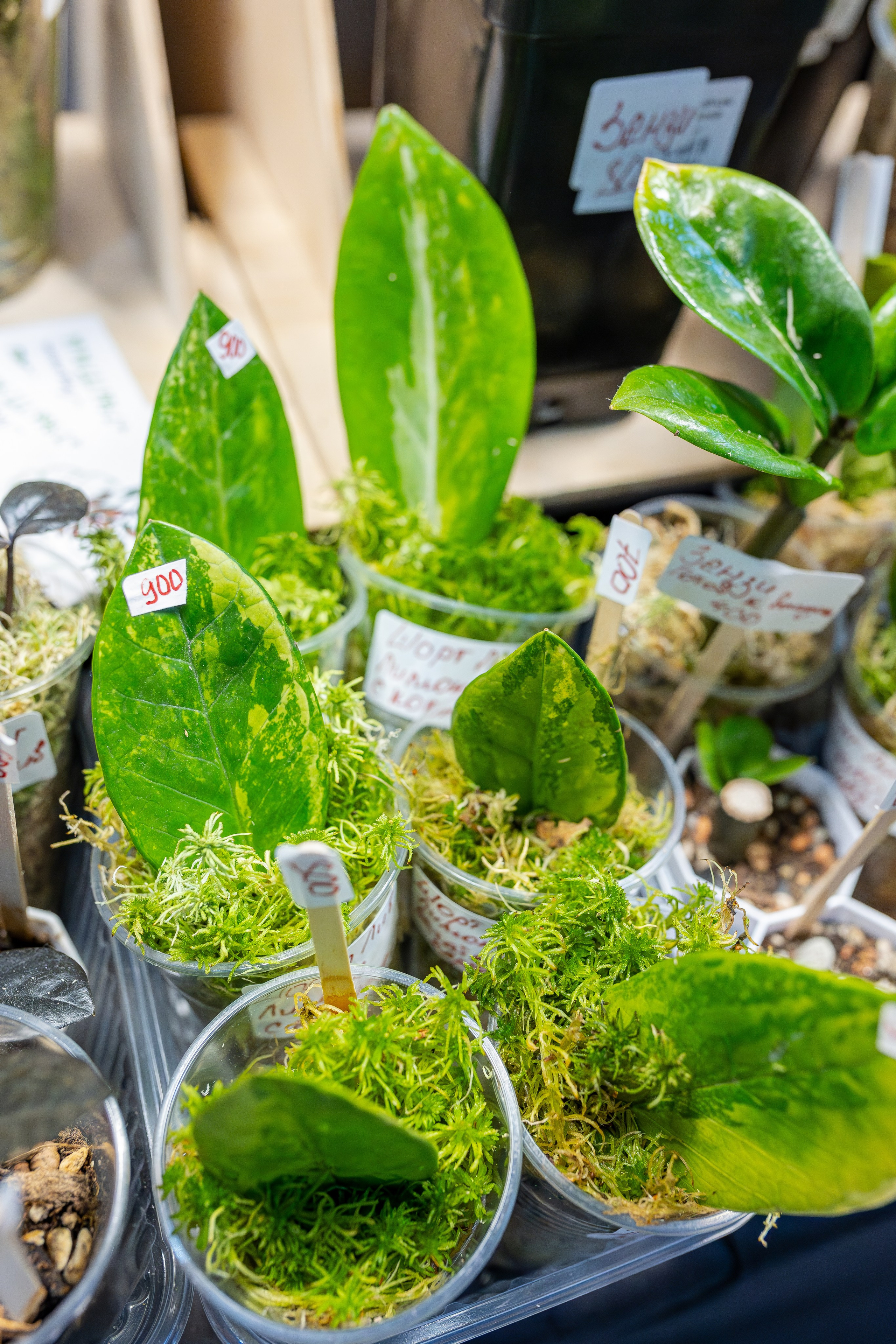 Монстериум апрель 2026. Александра Куликова фотограф, Москва