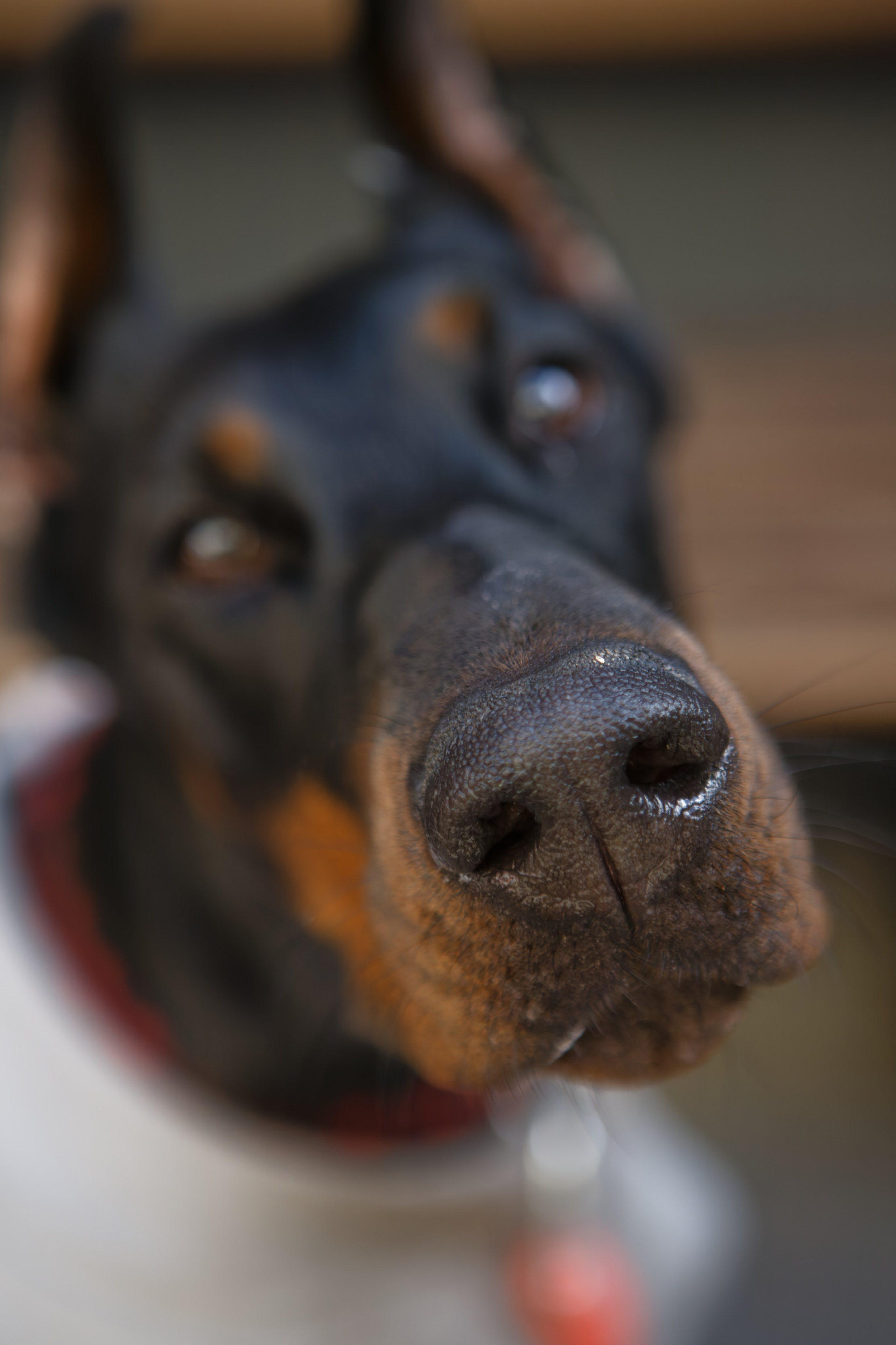 Вечеринка для собак Oh my dog 20.07.2025. Репортажный и спортивный фотограф в г. Пермь Зильберг Павел