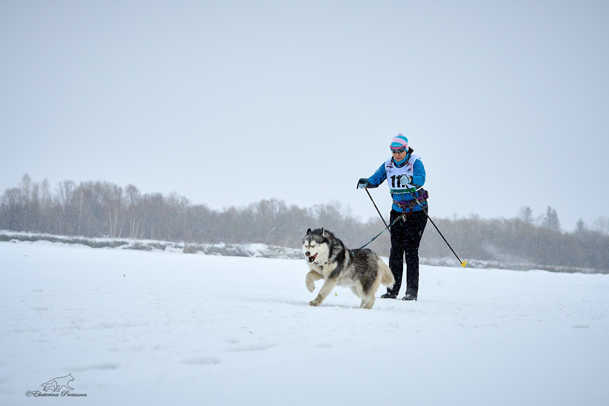 Соревнования по скиджорингу. Фотограф-анималист в Иркутске