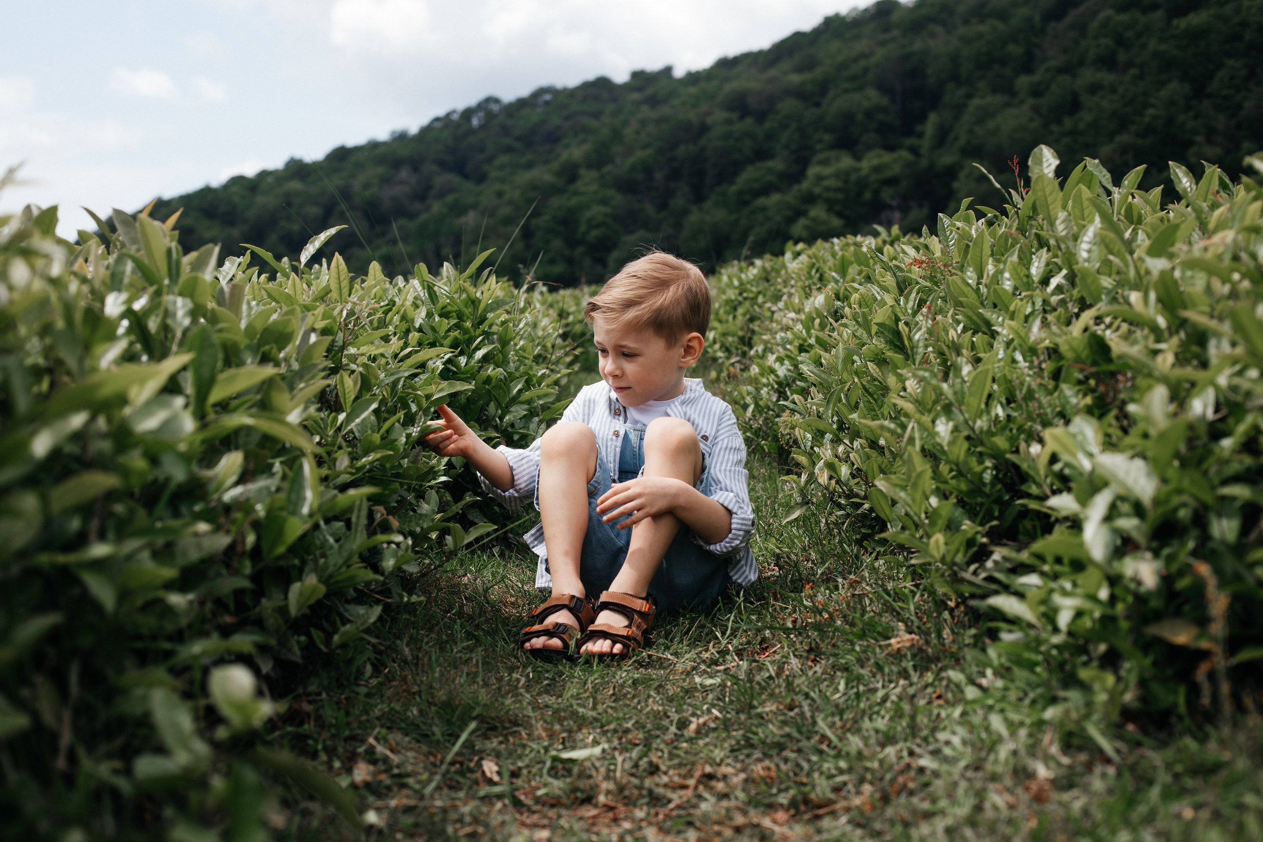 Tea plantation. Efimova Model Agency