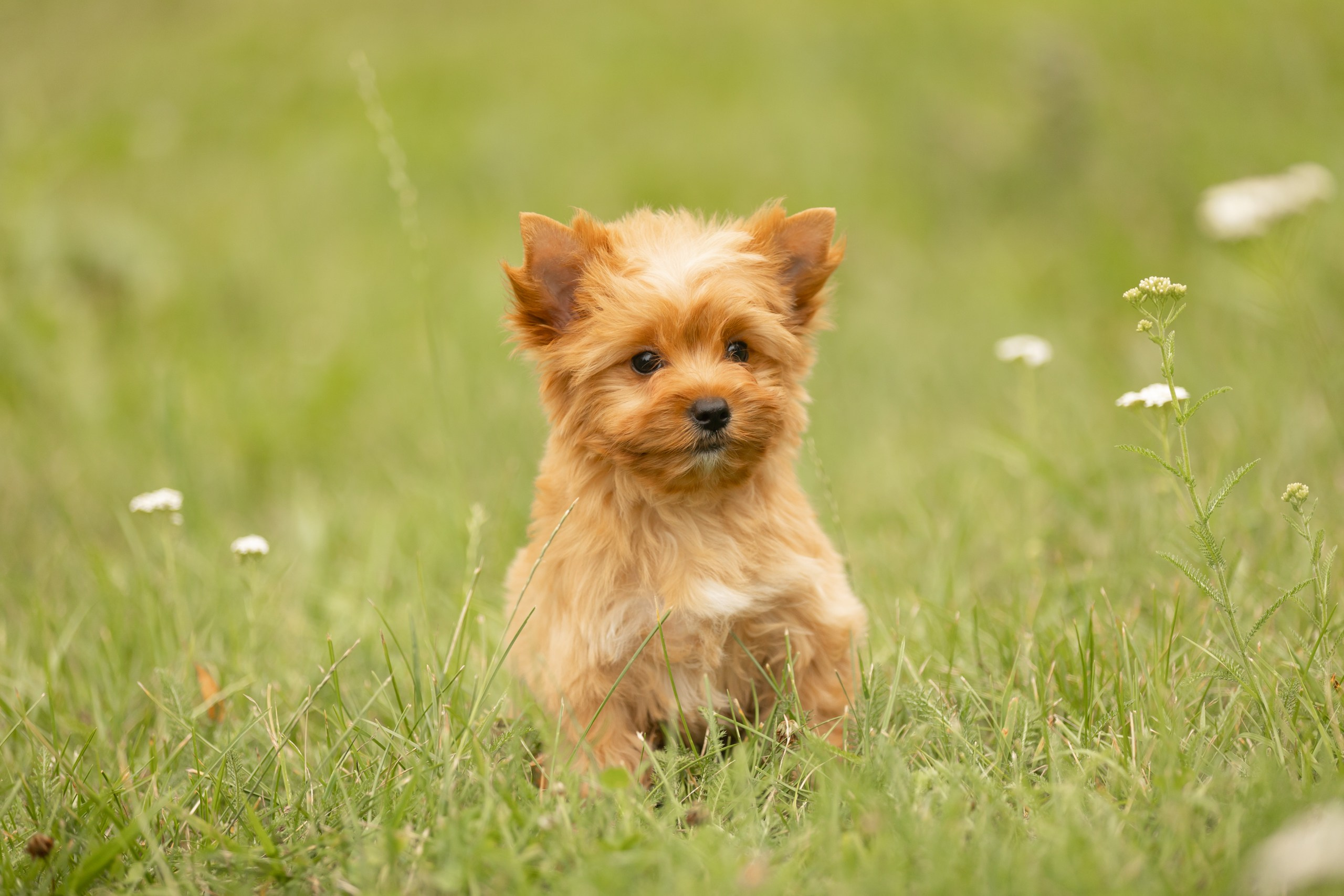 Собаки. Конный фотограф Валынкина Лера