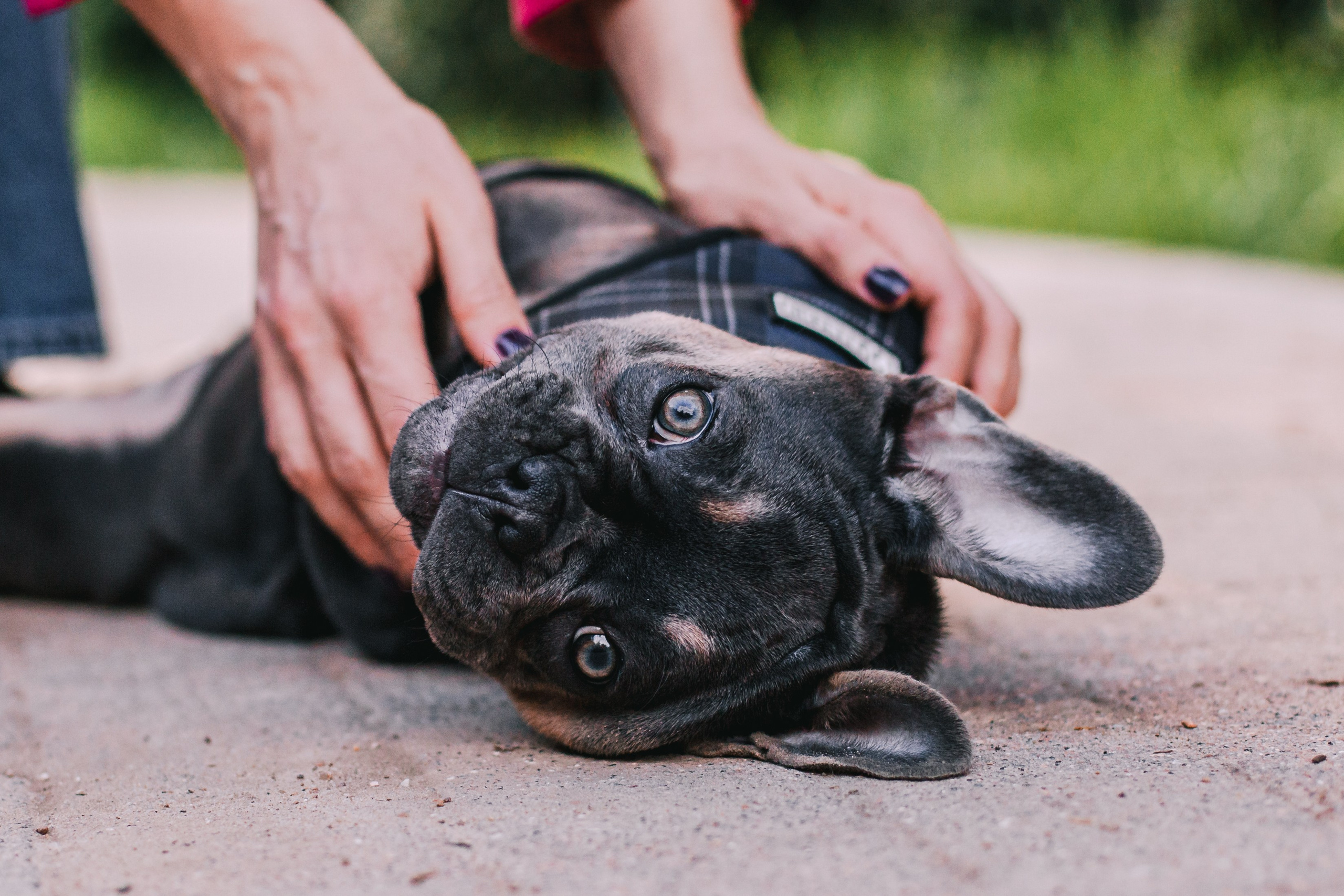 Даша и Мишель. Фотограф-анималист Татьяна Степанова