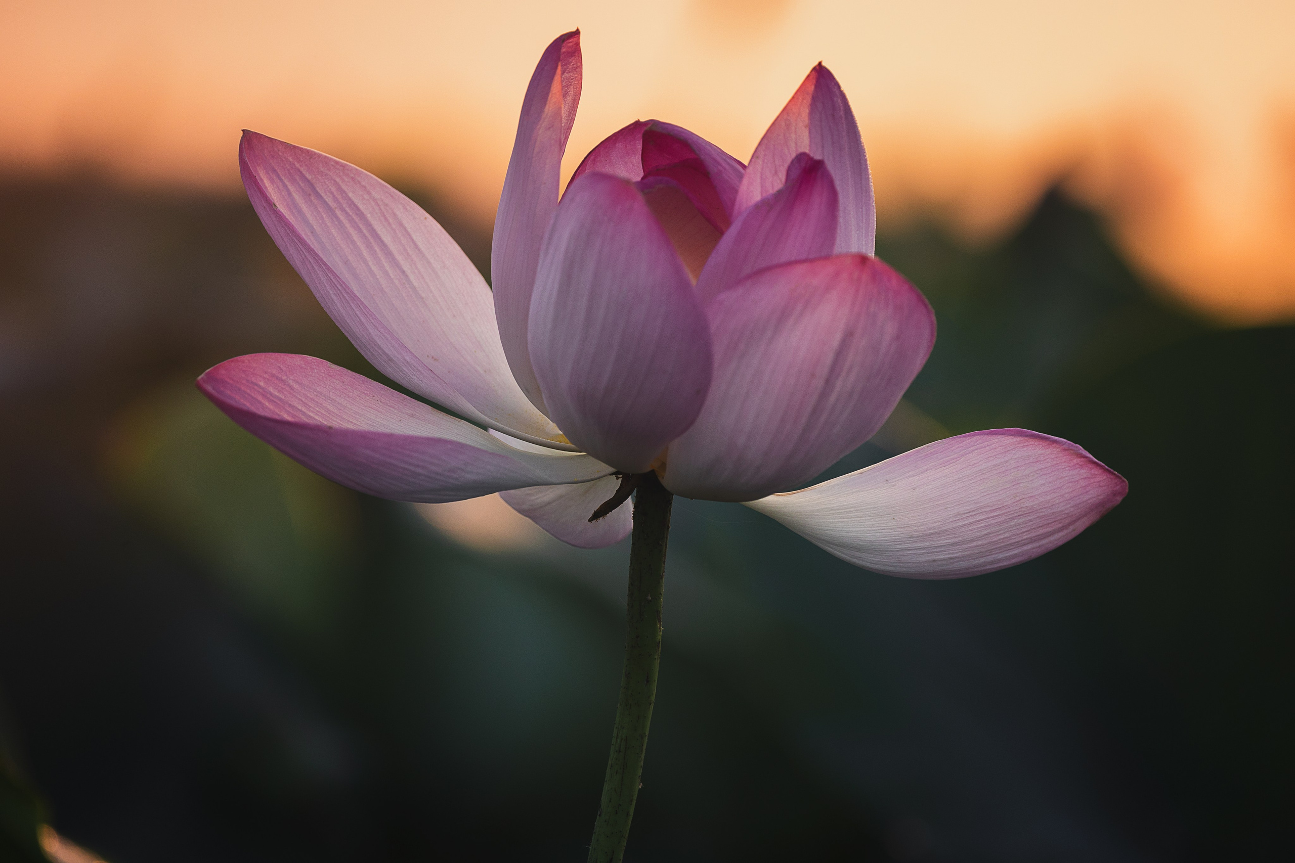 Астраханская область 2025 | Фотограф Дмитрий Купрацевич. Дмитрий Купрацевич профессиональный пейзажный и travel-фотограф